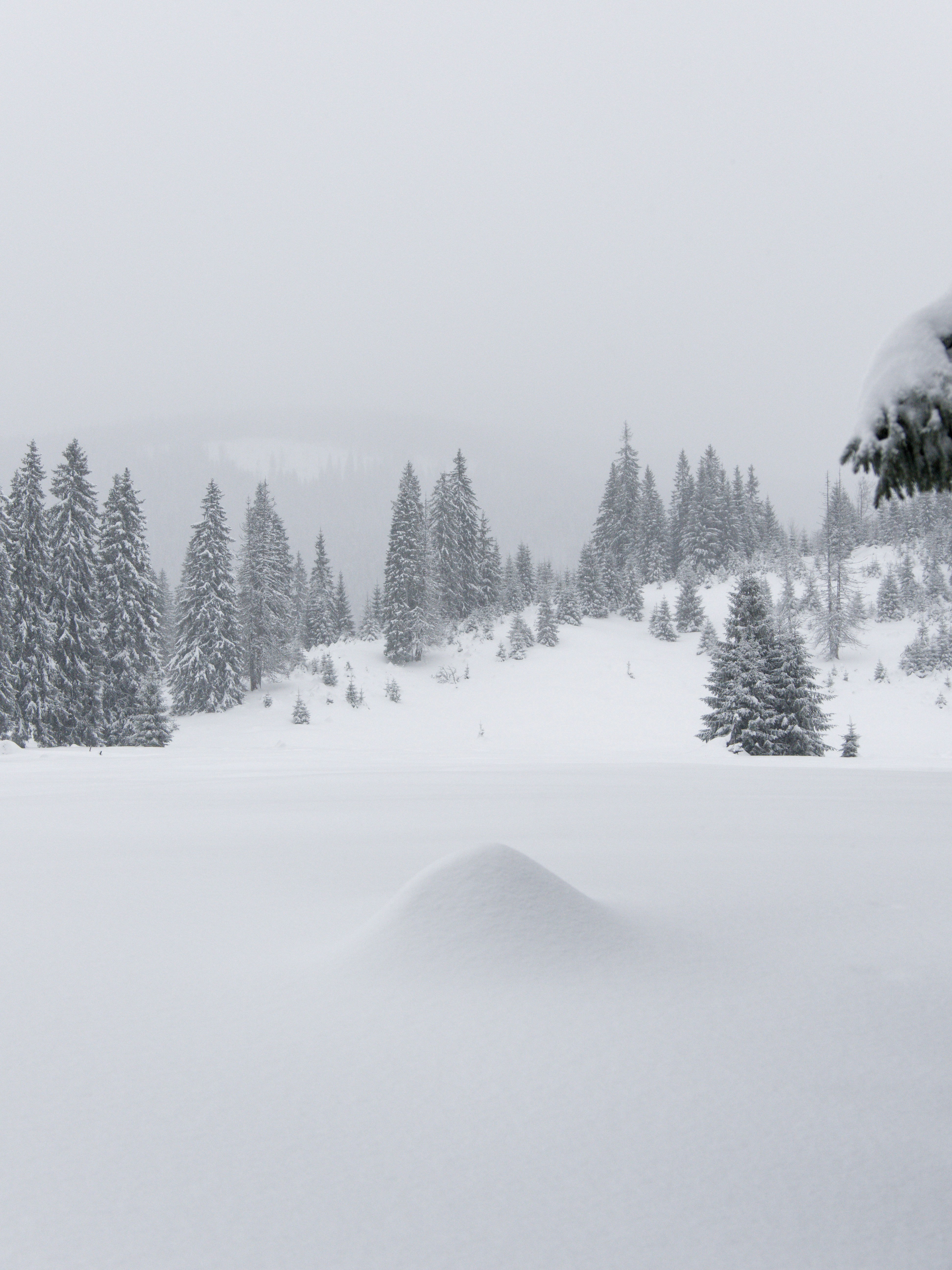 Snow-covered evergreen trees on a misty winter day.