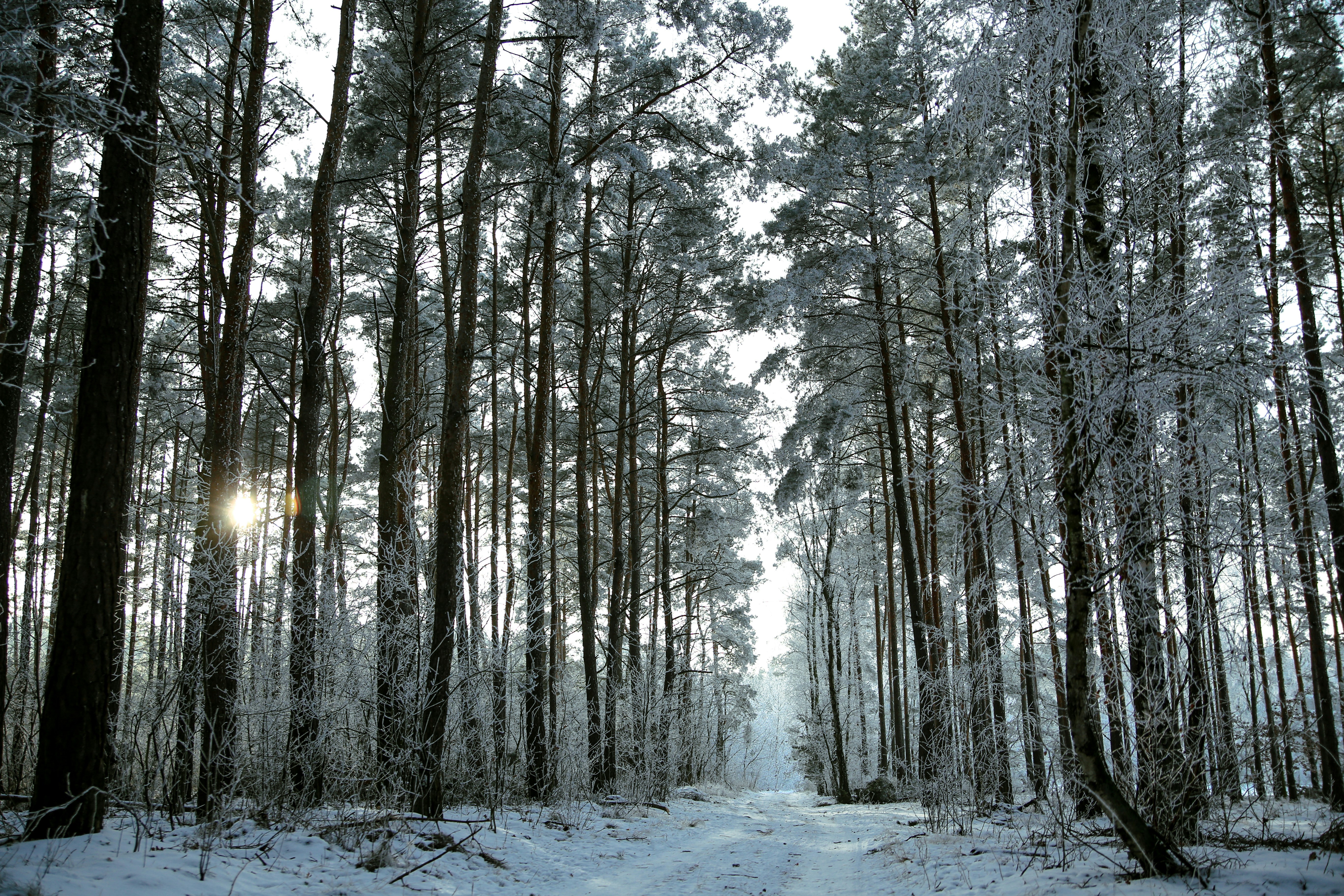 Snowy path through a frosted forest in winter.