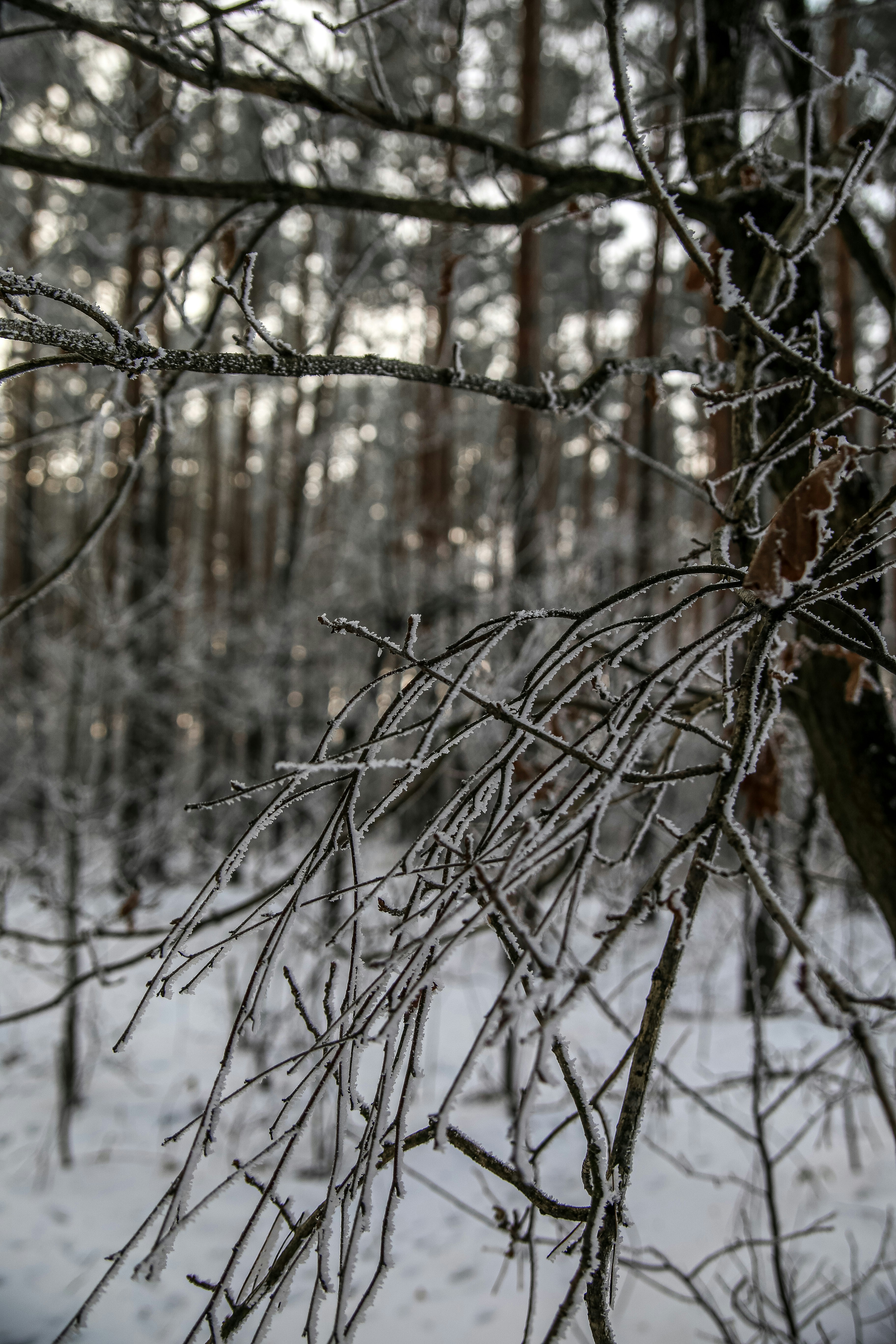 Frost-covered branches in a snowy forest.