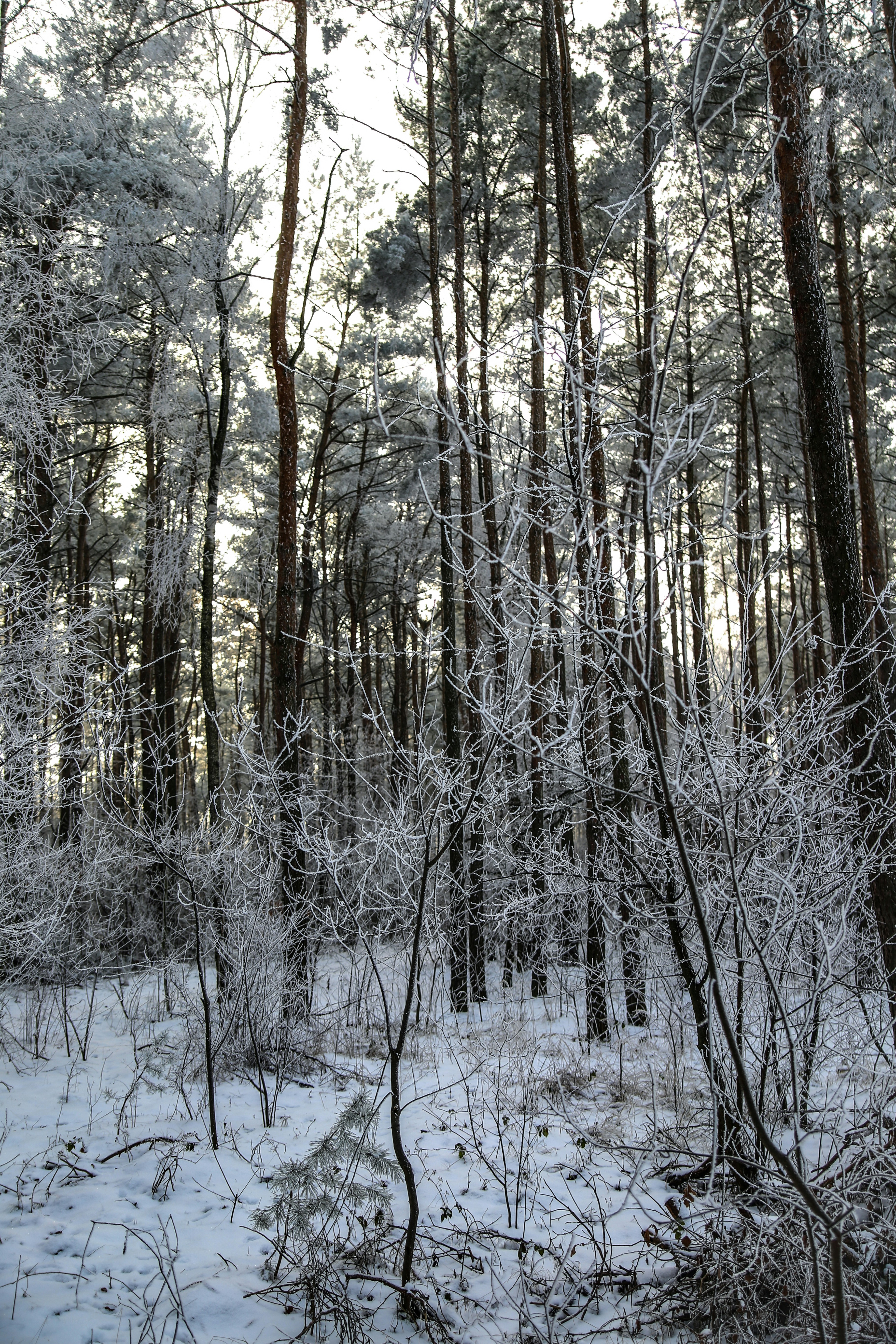 Frosty trees in a snowy forest during winter.
