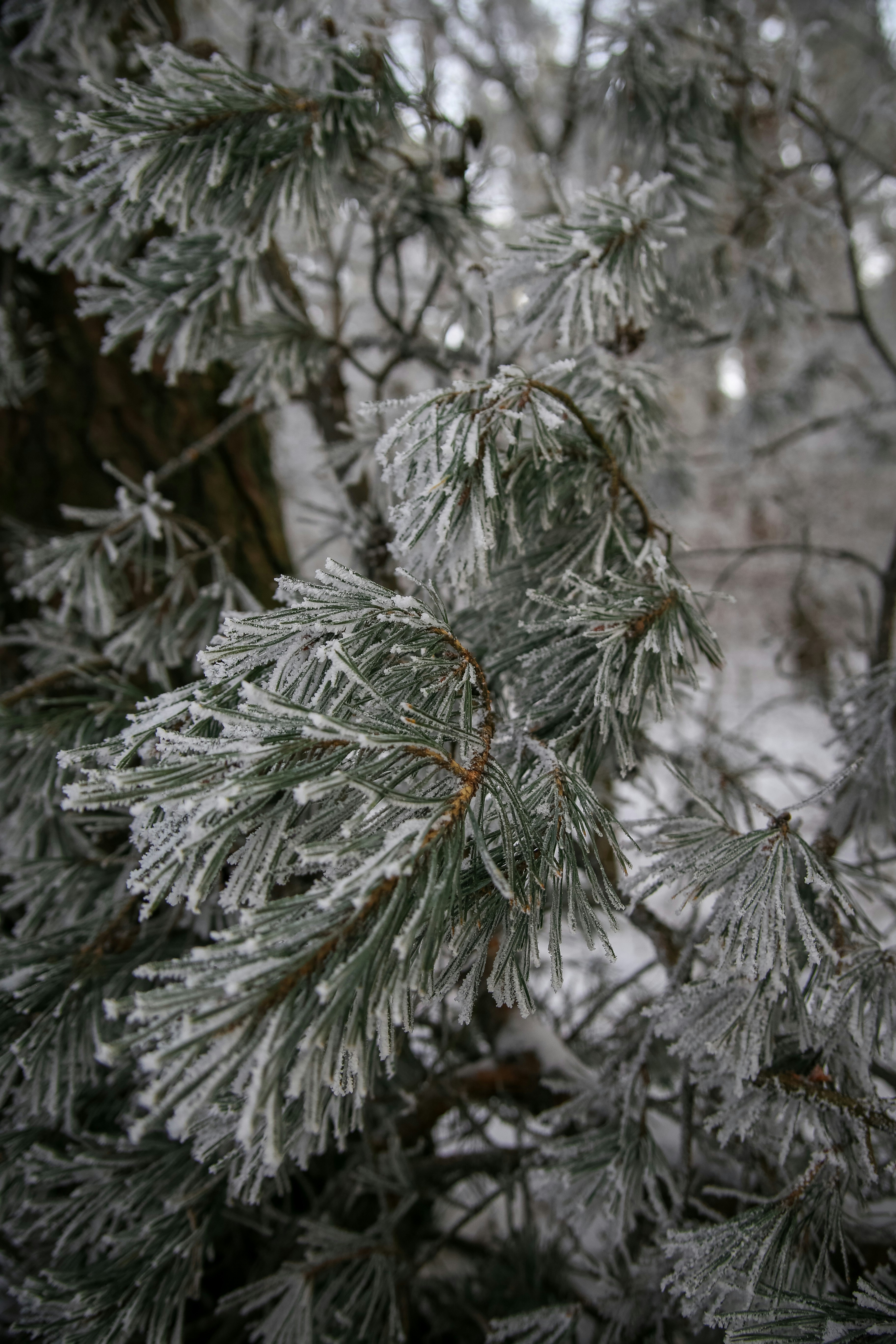 Pine branches covered in frost during winter