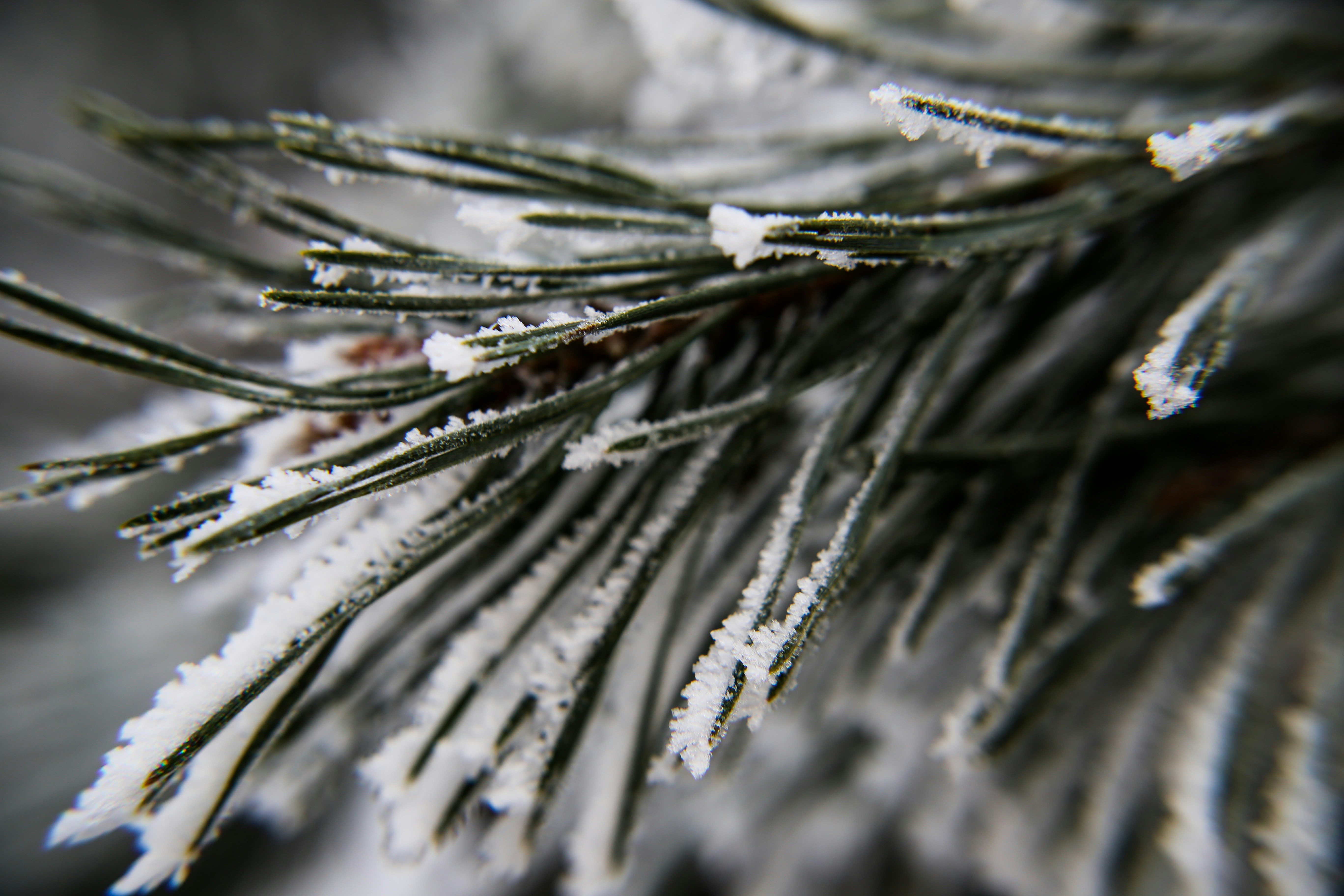 Photo by xvictoriafeliniak