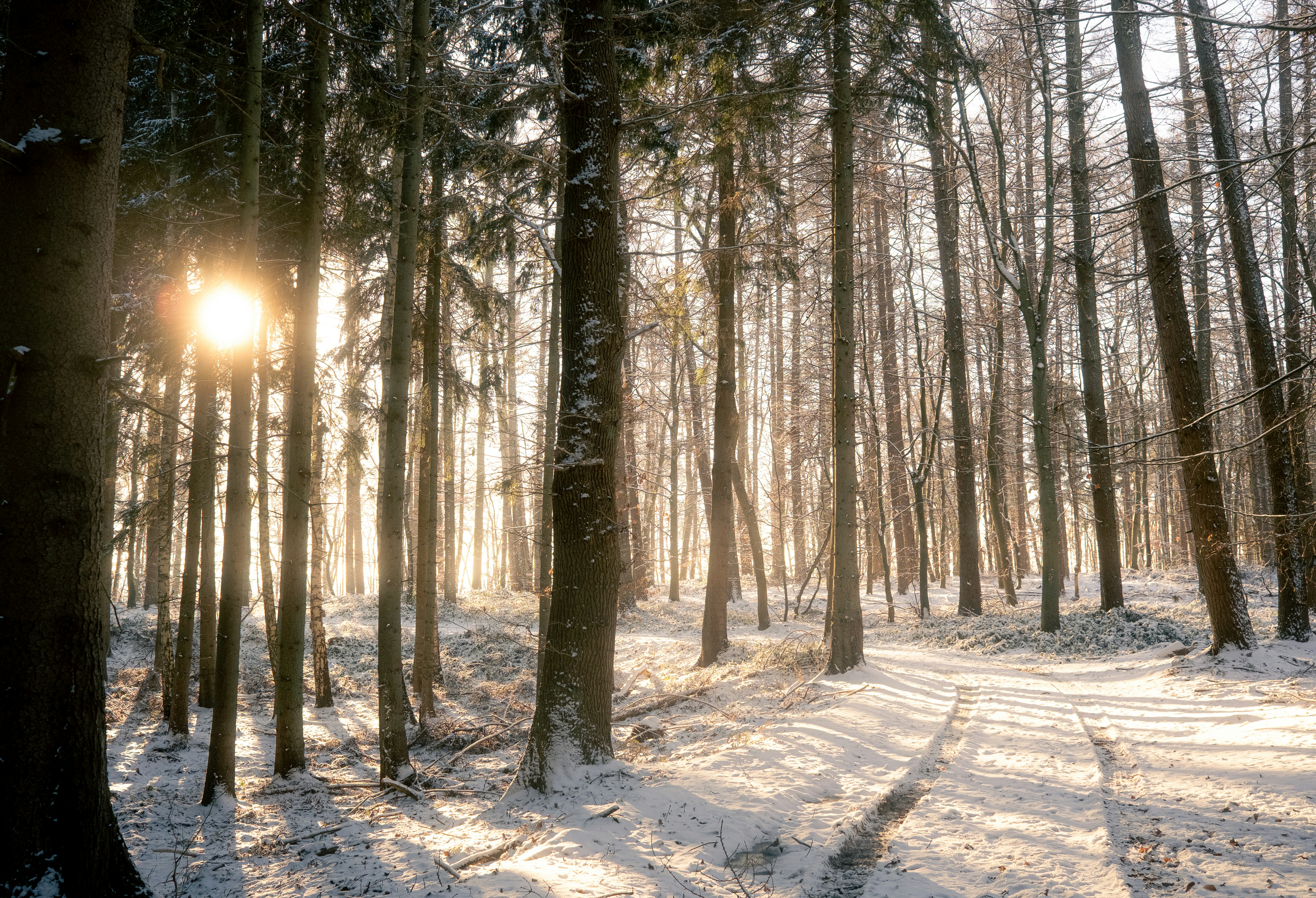 Sunlight streams through a snow-covered forest path.