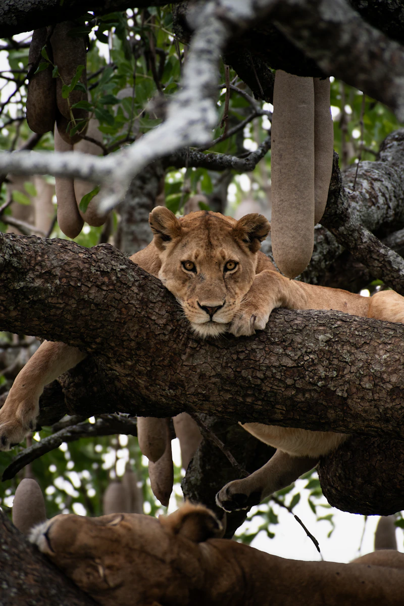 Lioness resting on a sausage tree branch at Lake Manyara National Park Tanzania