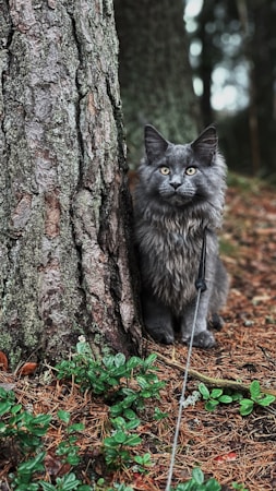 Norwegian Forest Cat