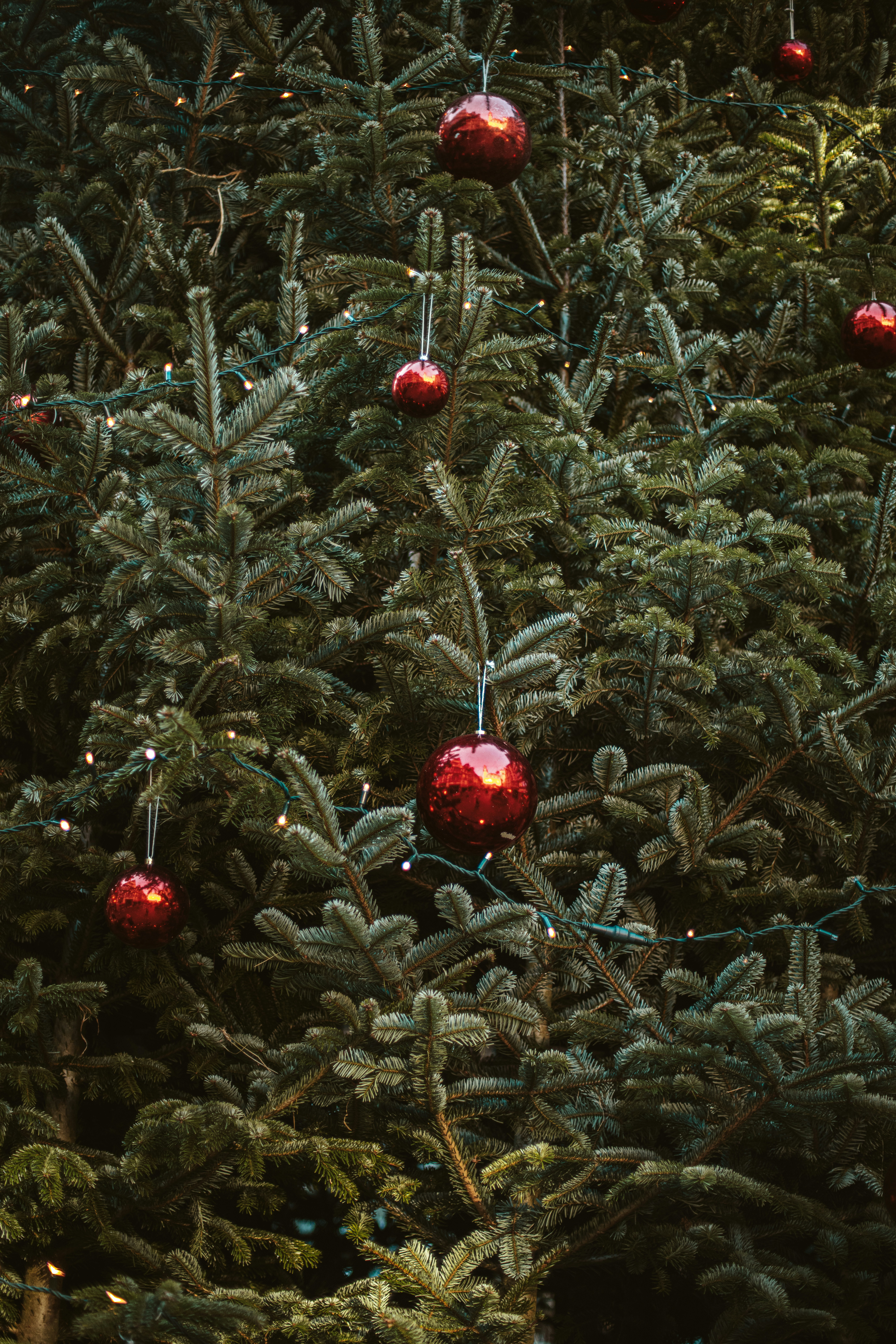 Red ornaments and lights adorn a christmas tree