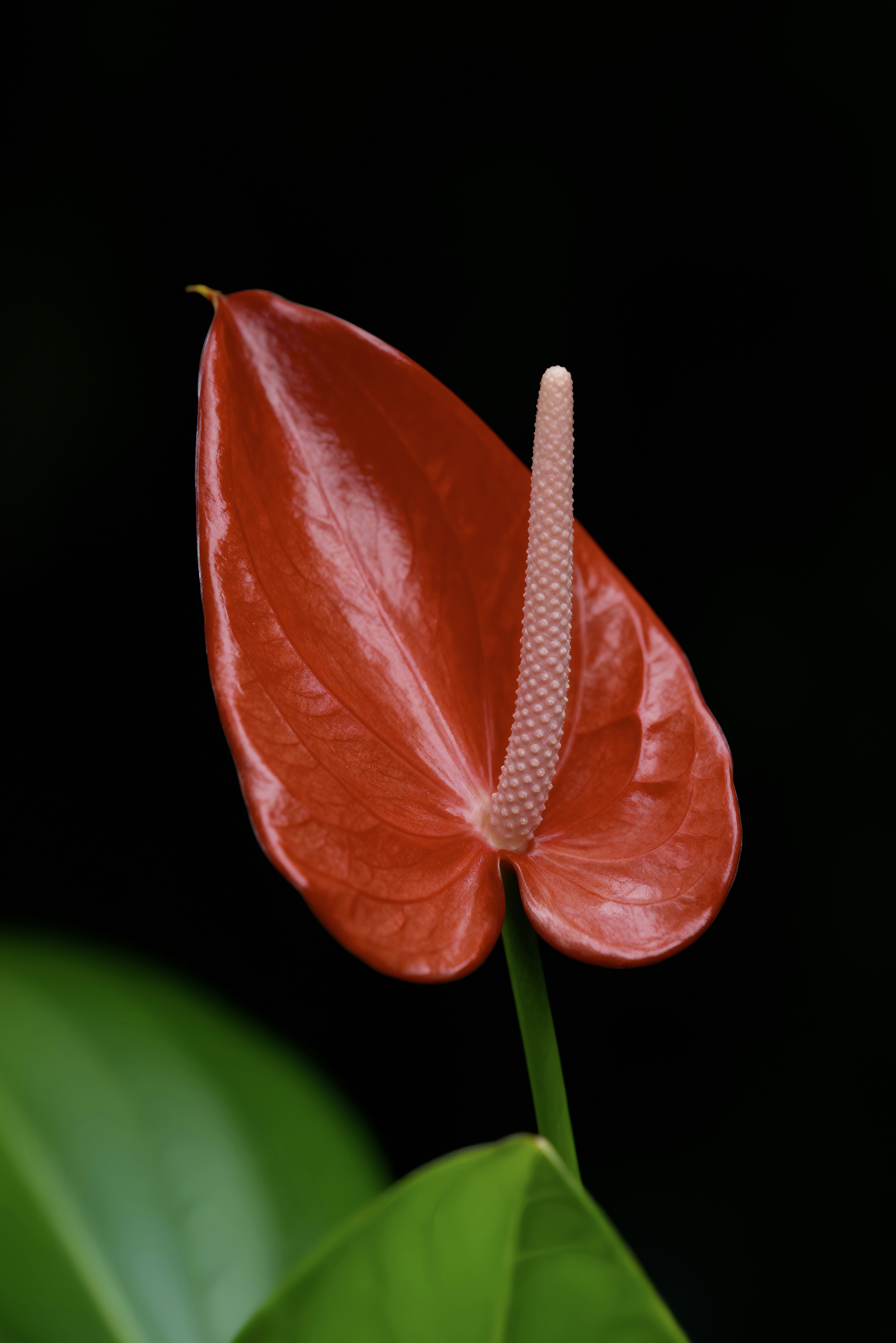 A vibrant red anthurium flower with green leaves.