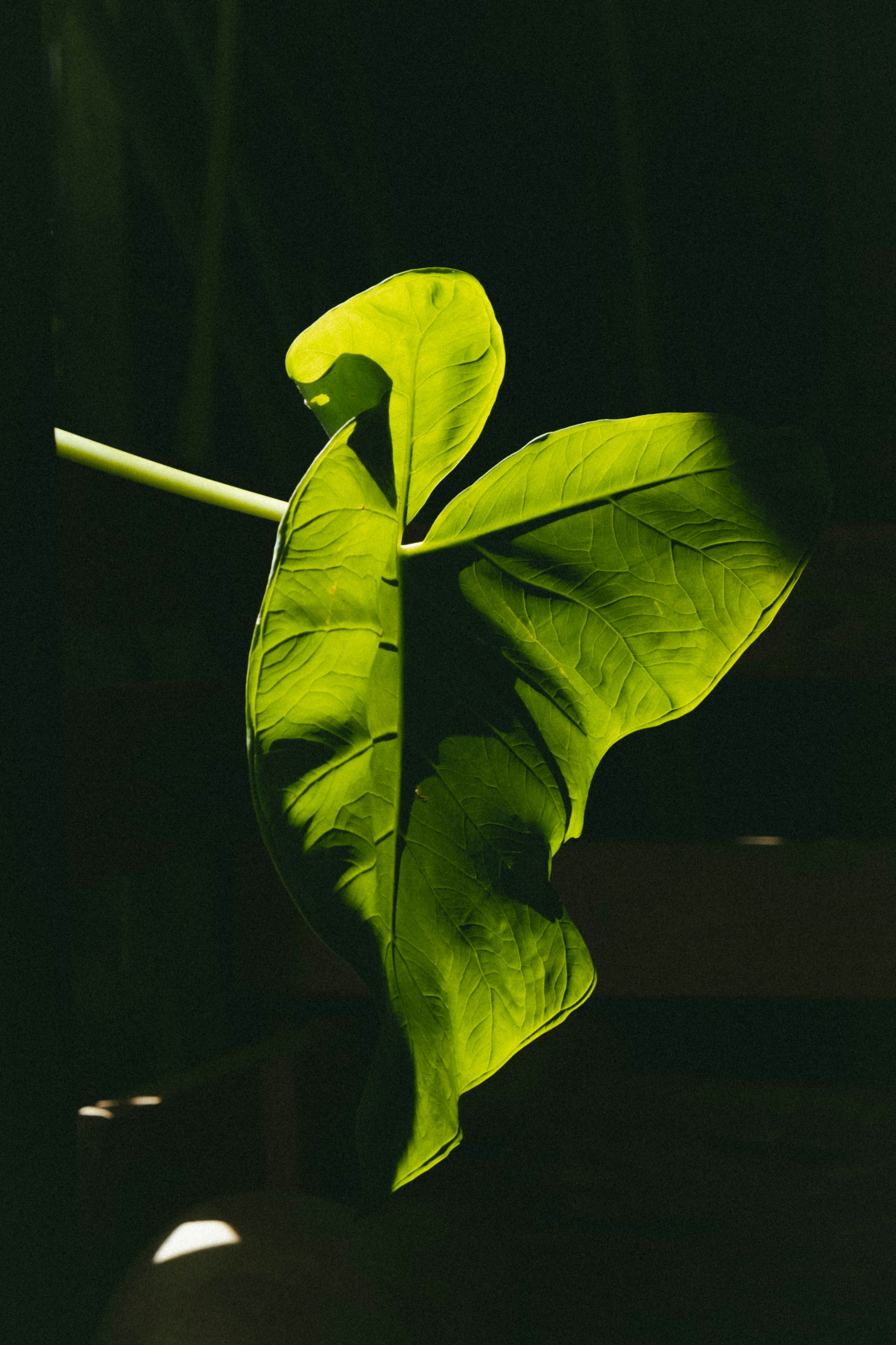 A bright green leaf illuminated by sunlight