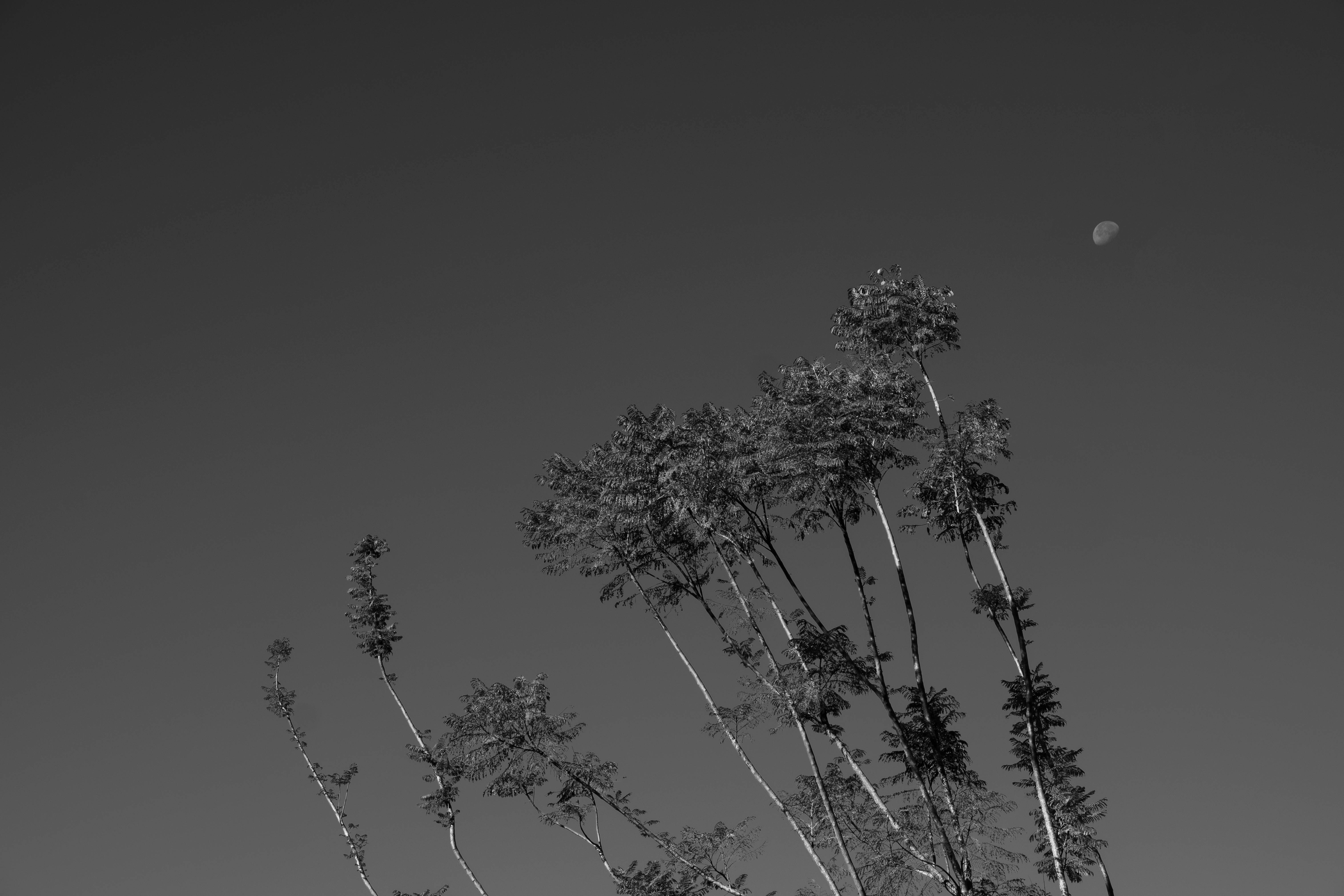 Tall plants against a clear sky with the moon.