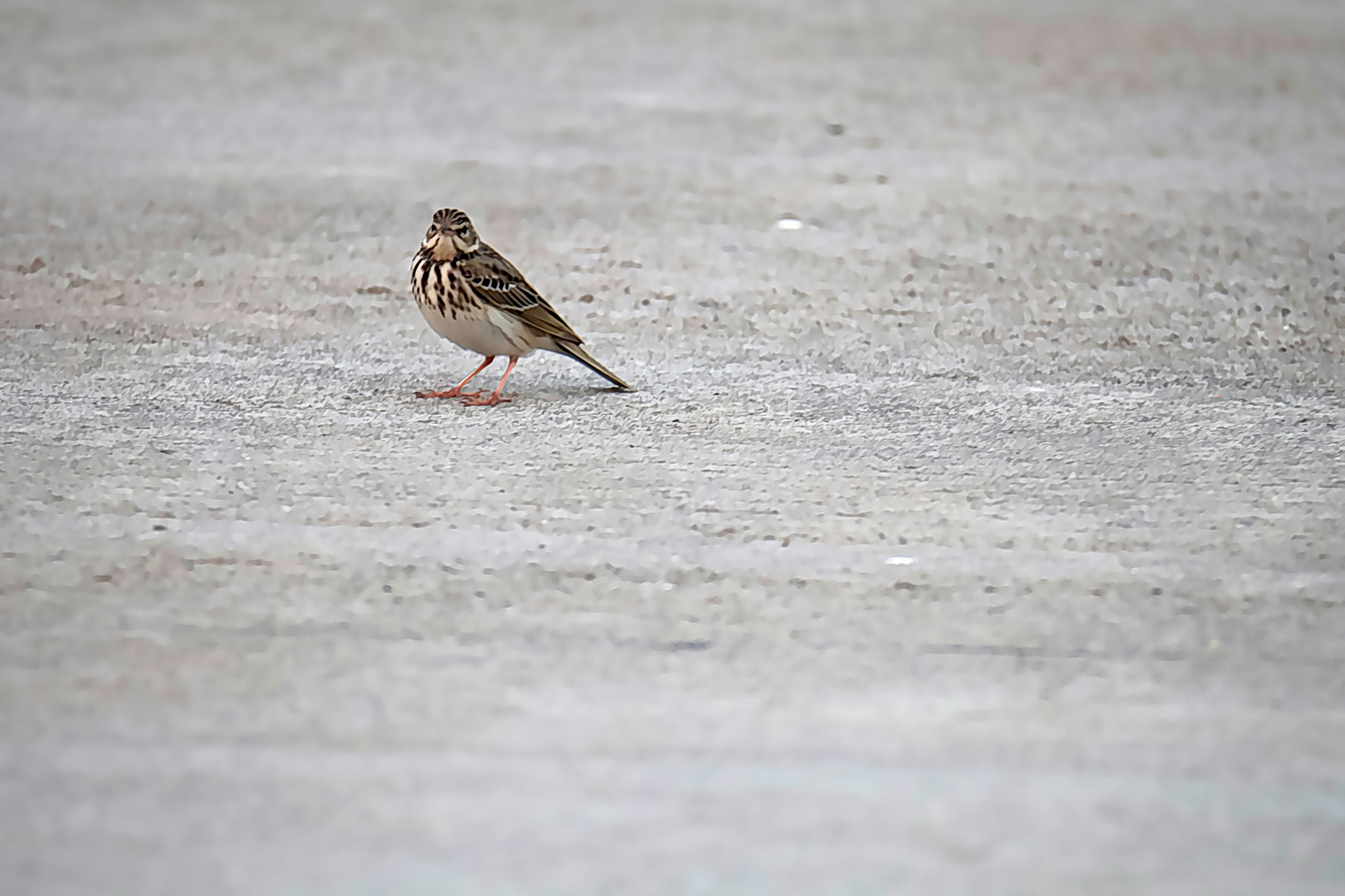 A small bird stands on a concrete surface