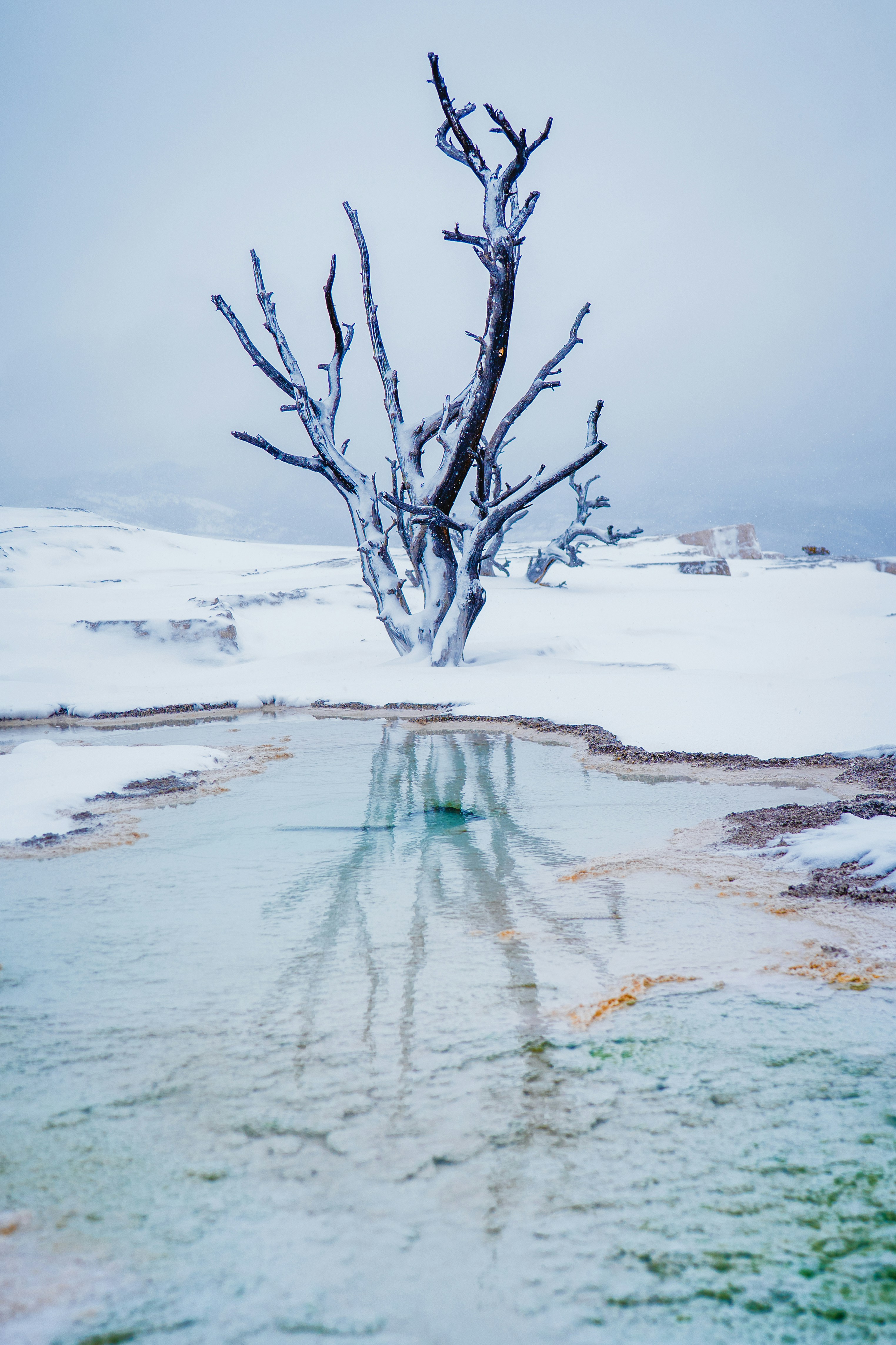 Un albero nudo si riflette in una pozza geotermica nella neve