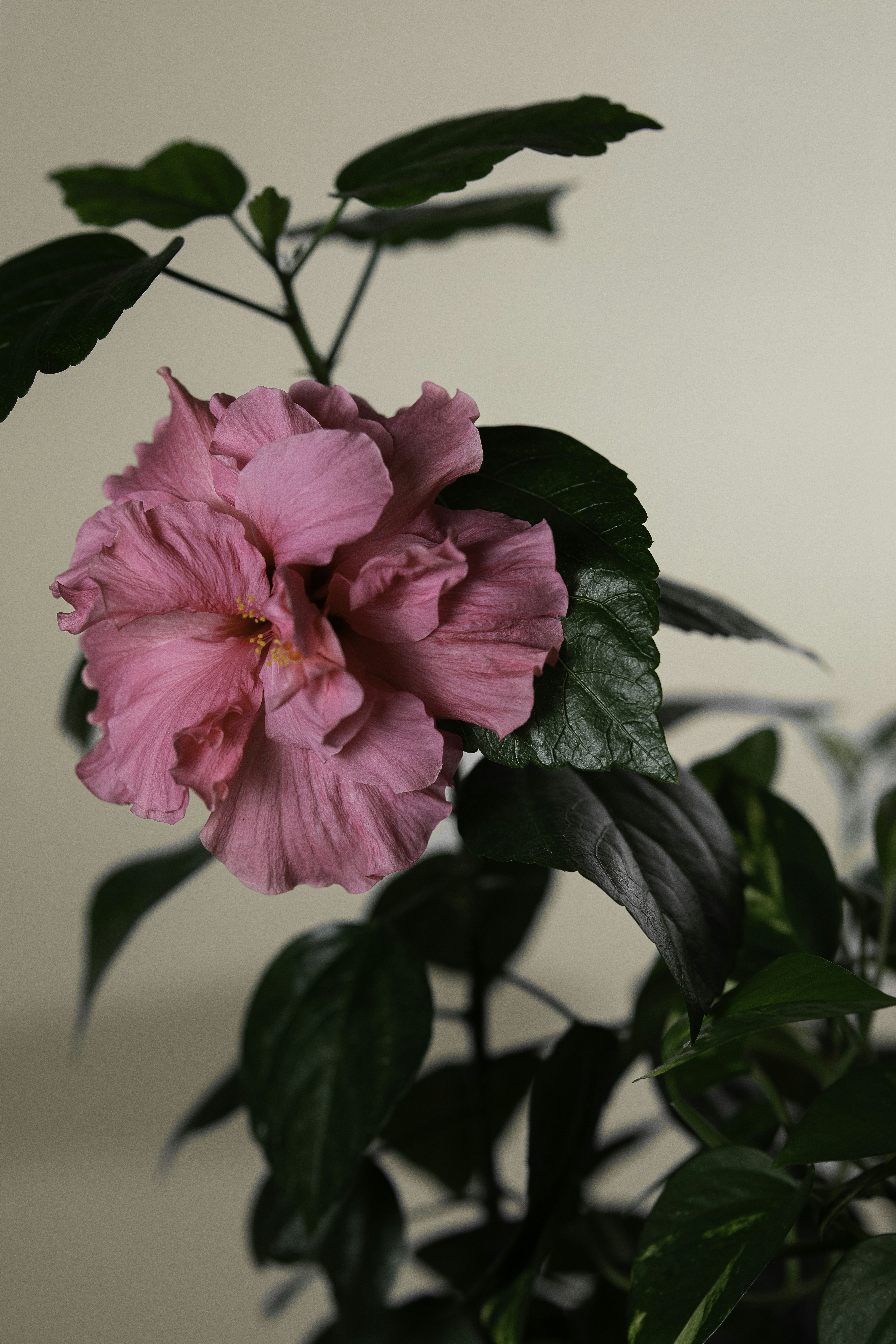 A vibrant pink hibiscus flower with dark green leaves.