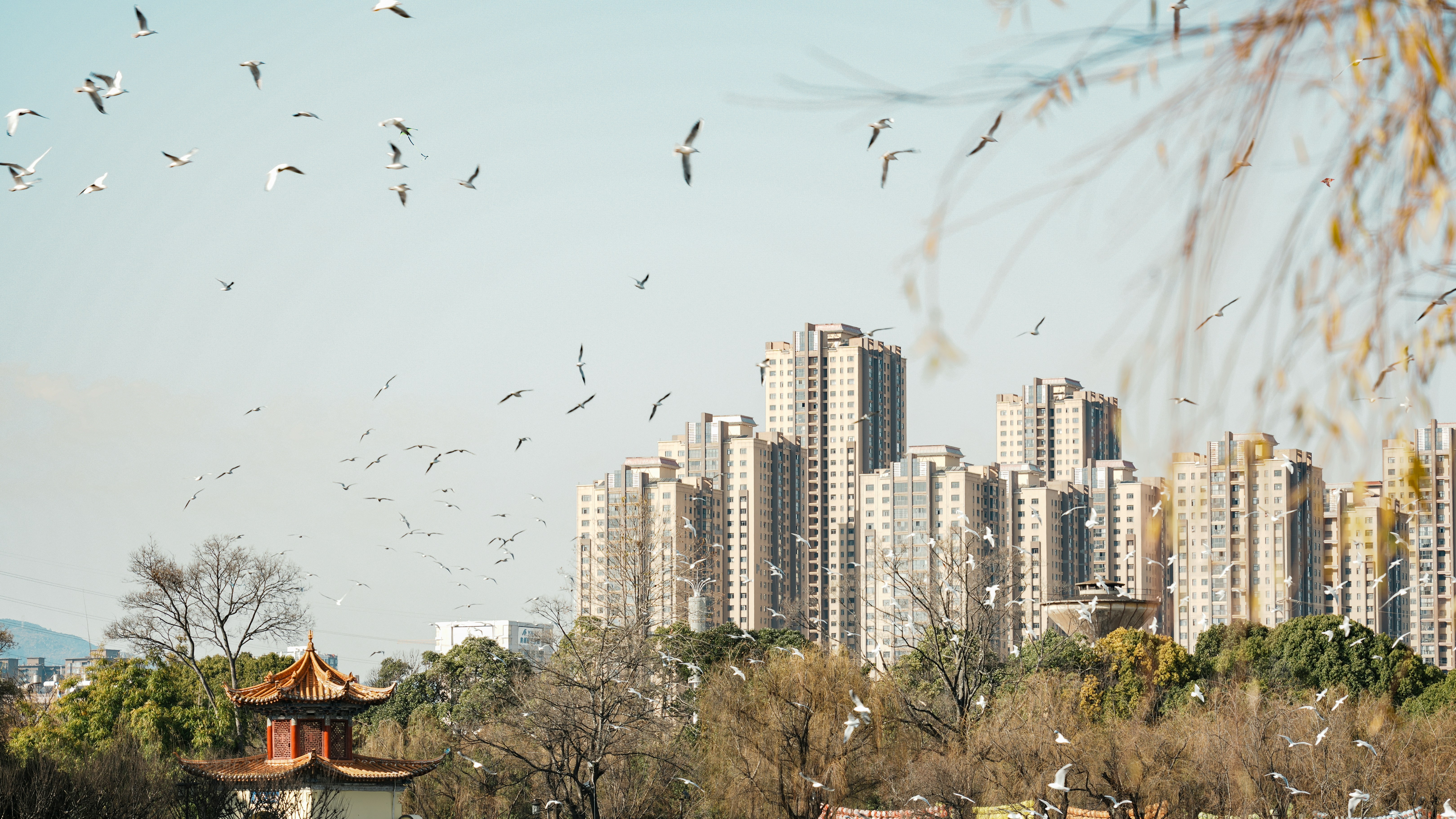 Kunming, China (exception for Yunnan's diversity) - None