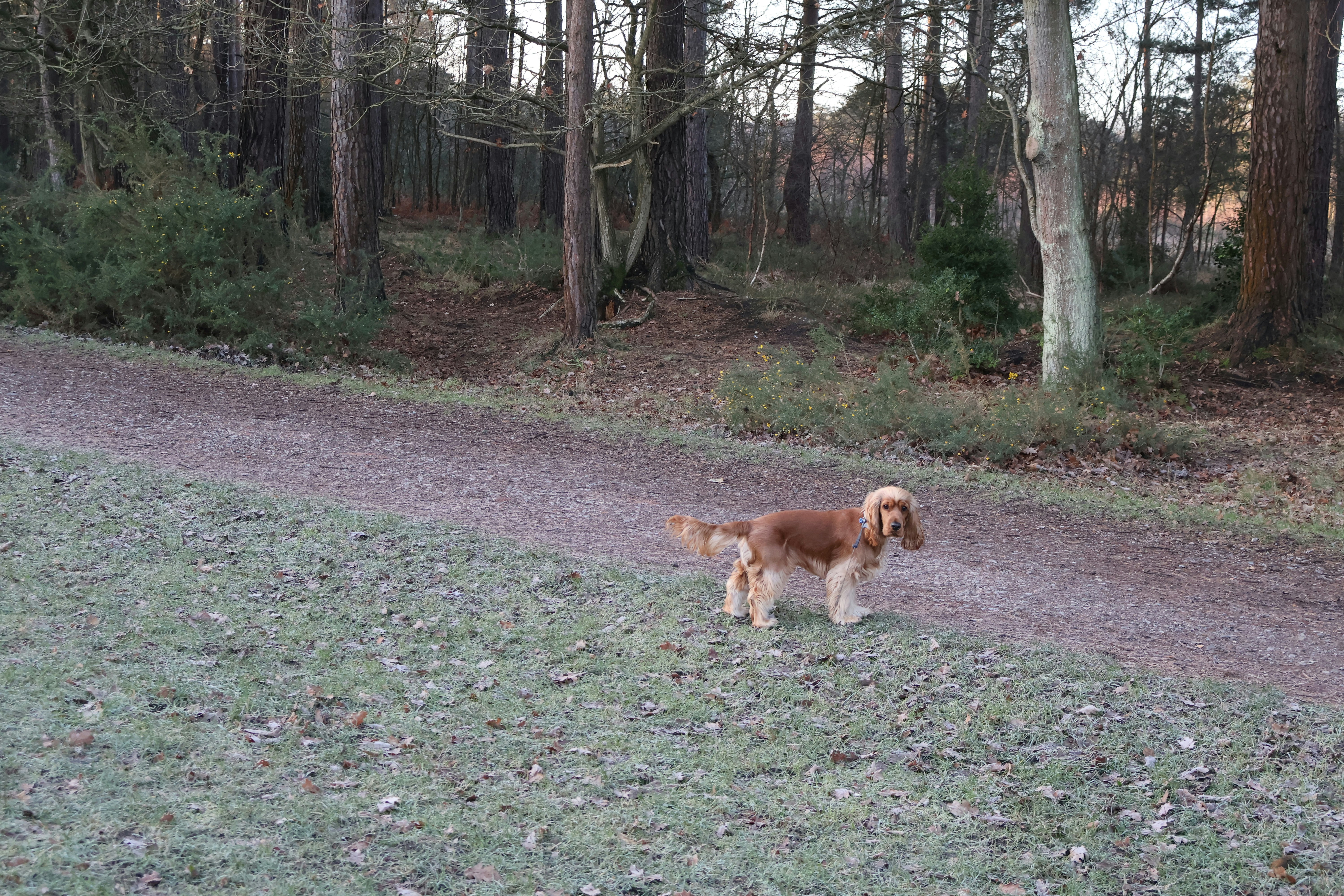 A small dog stands on a path in a forest.
