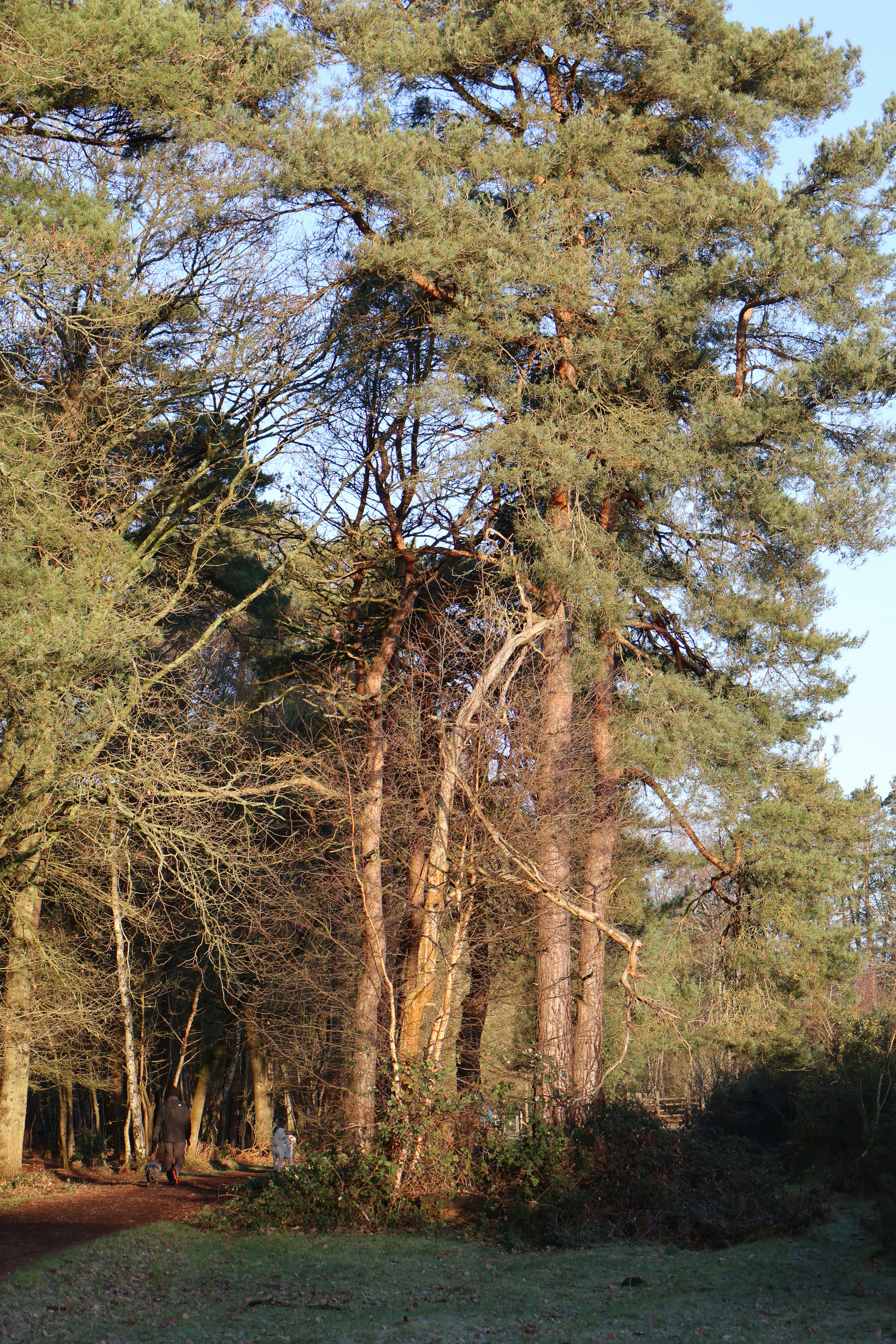 Tall pine trees in a sunlit forest clearing