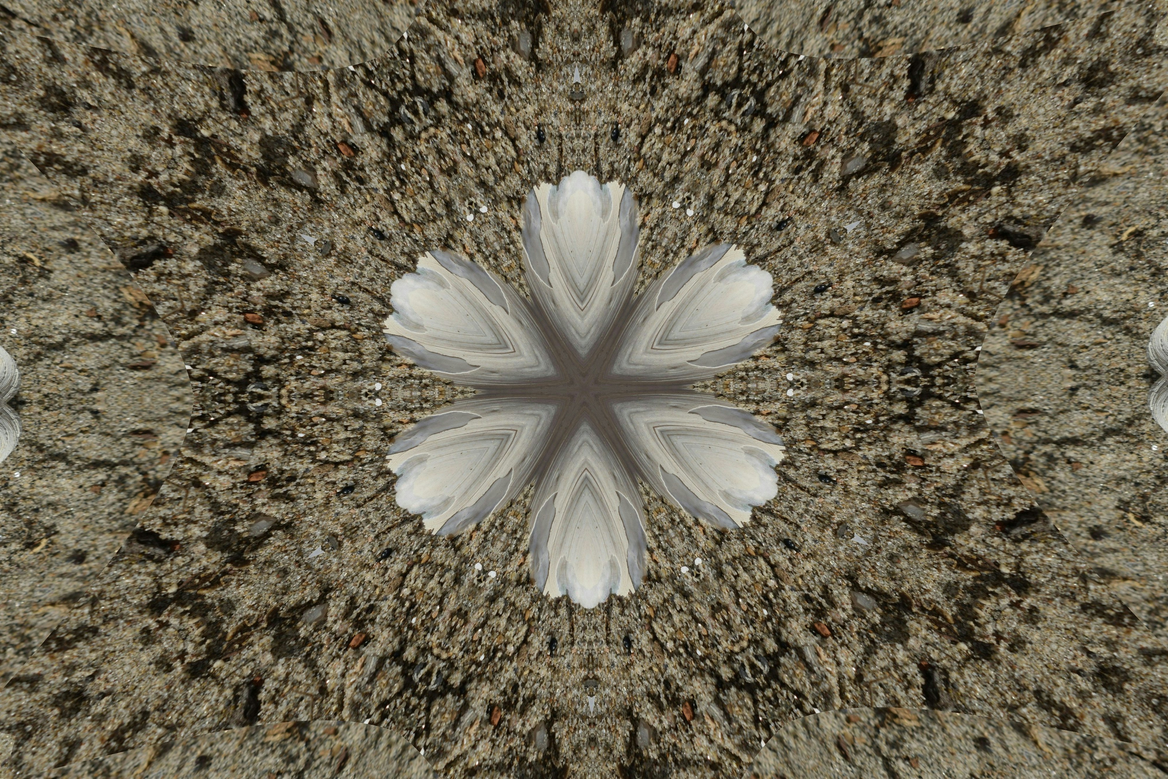 Symmetrical white petals arranged in a star shape