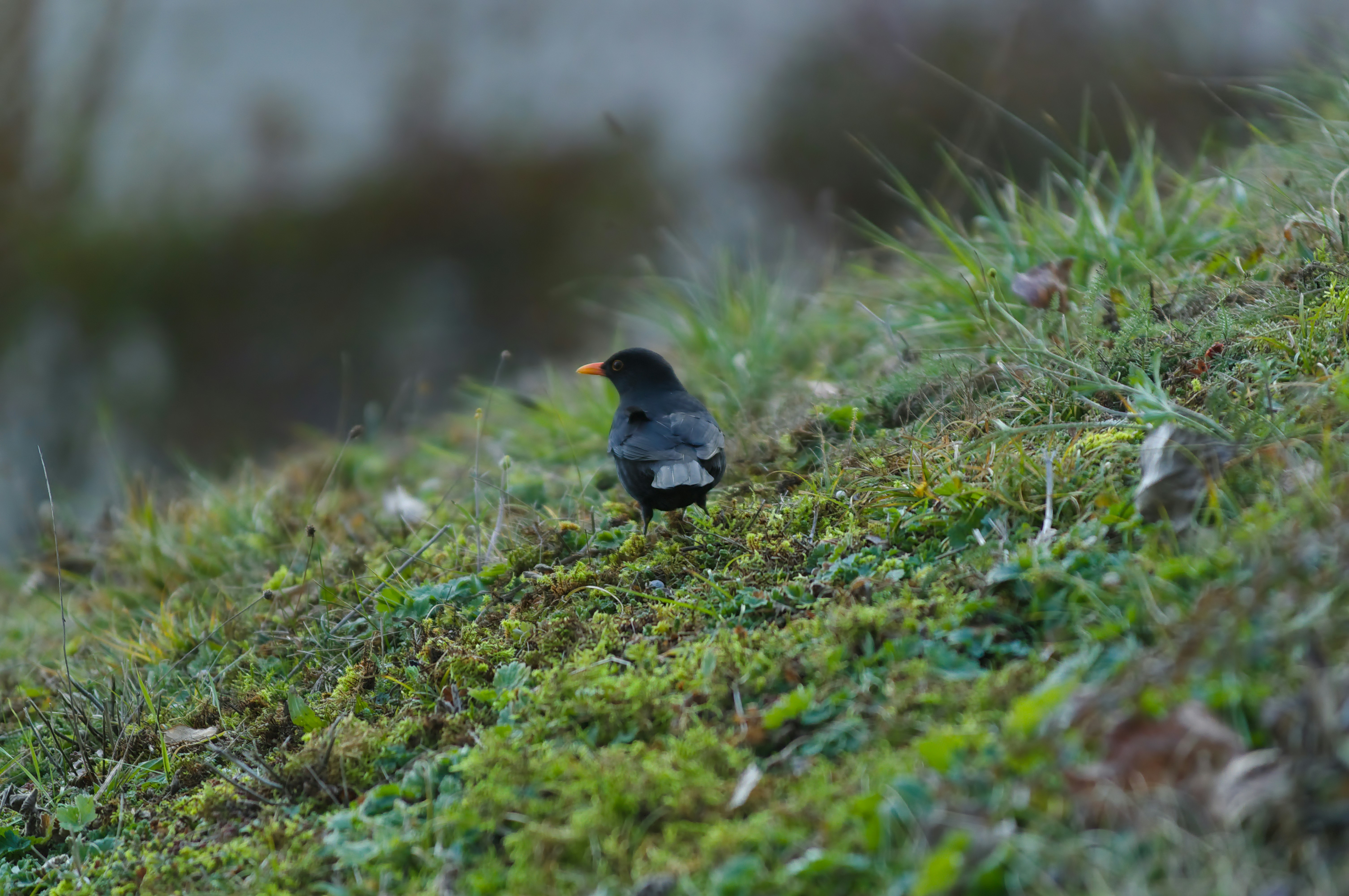 Un mirlo se encuentra en una orilla cubierta de hierba.