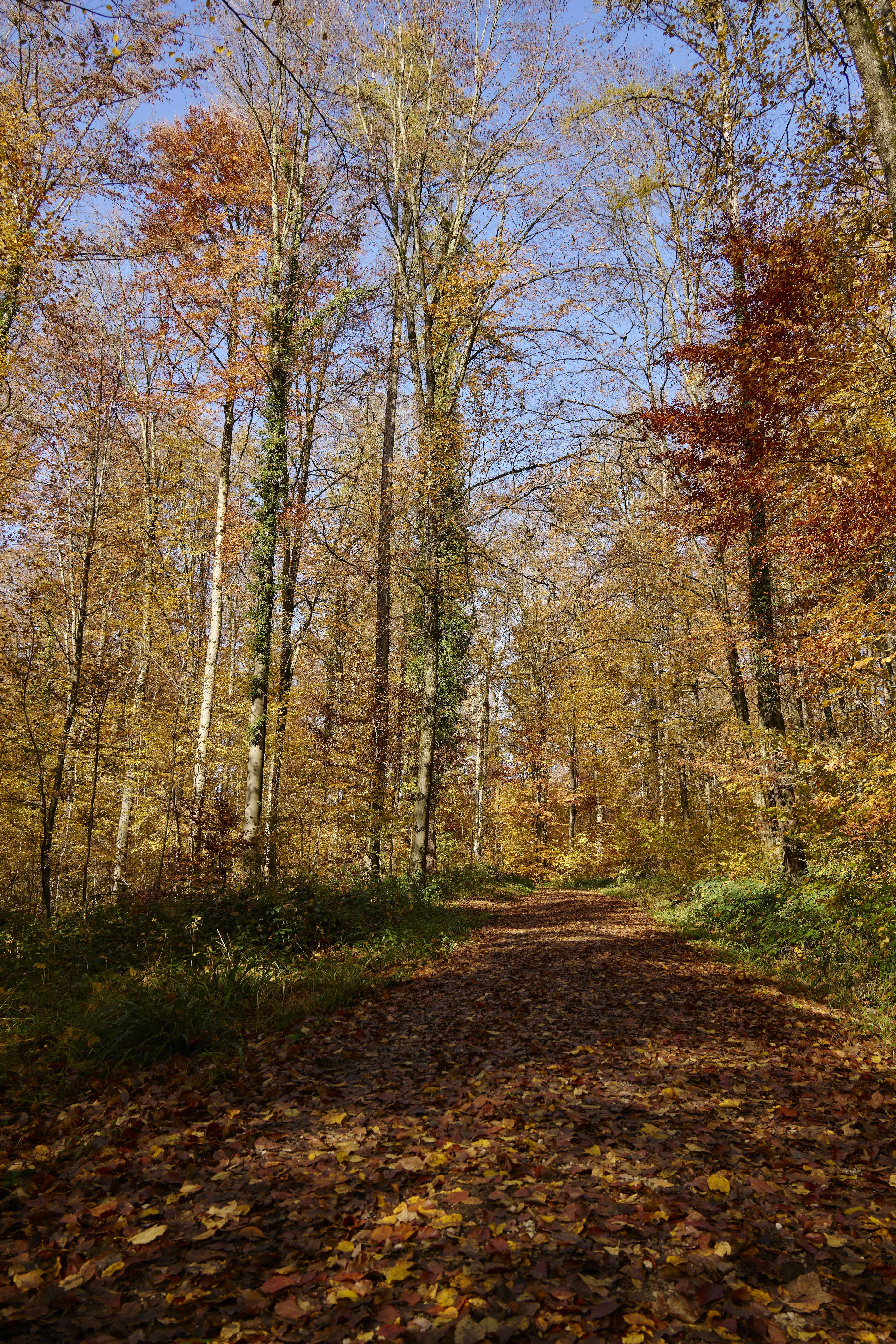 Photo by wolfgang_hasselmann