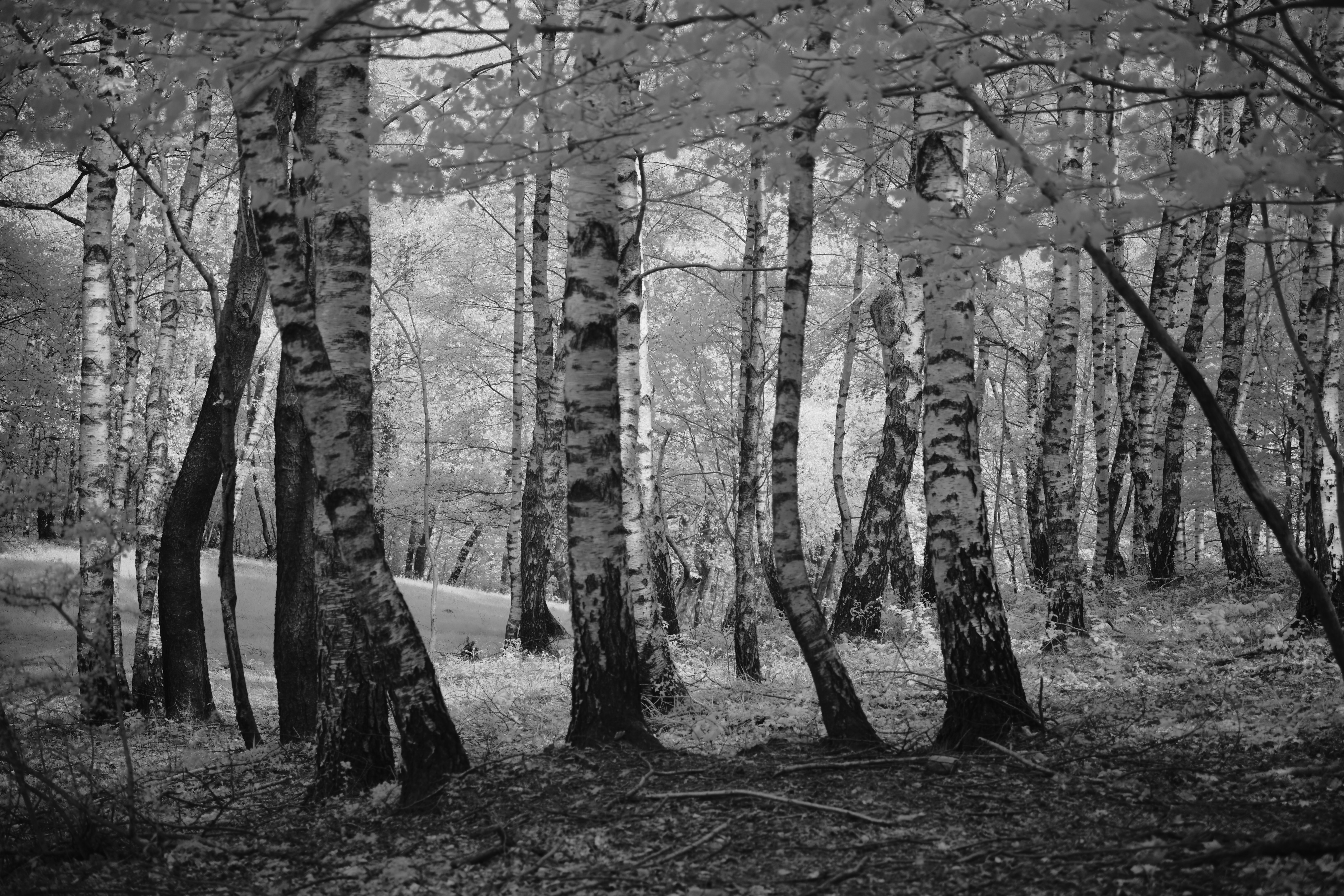 Photo by wolfgang_hasselmann