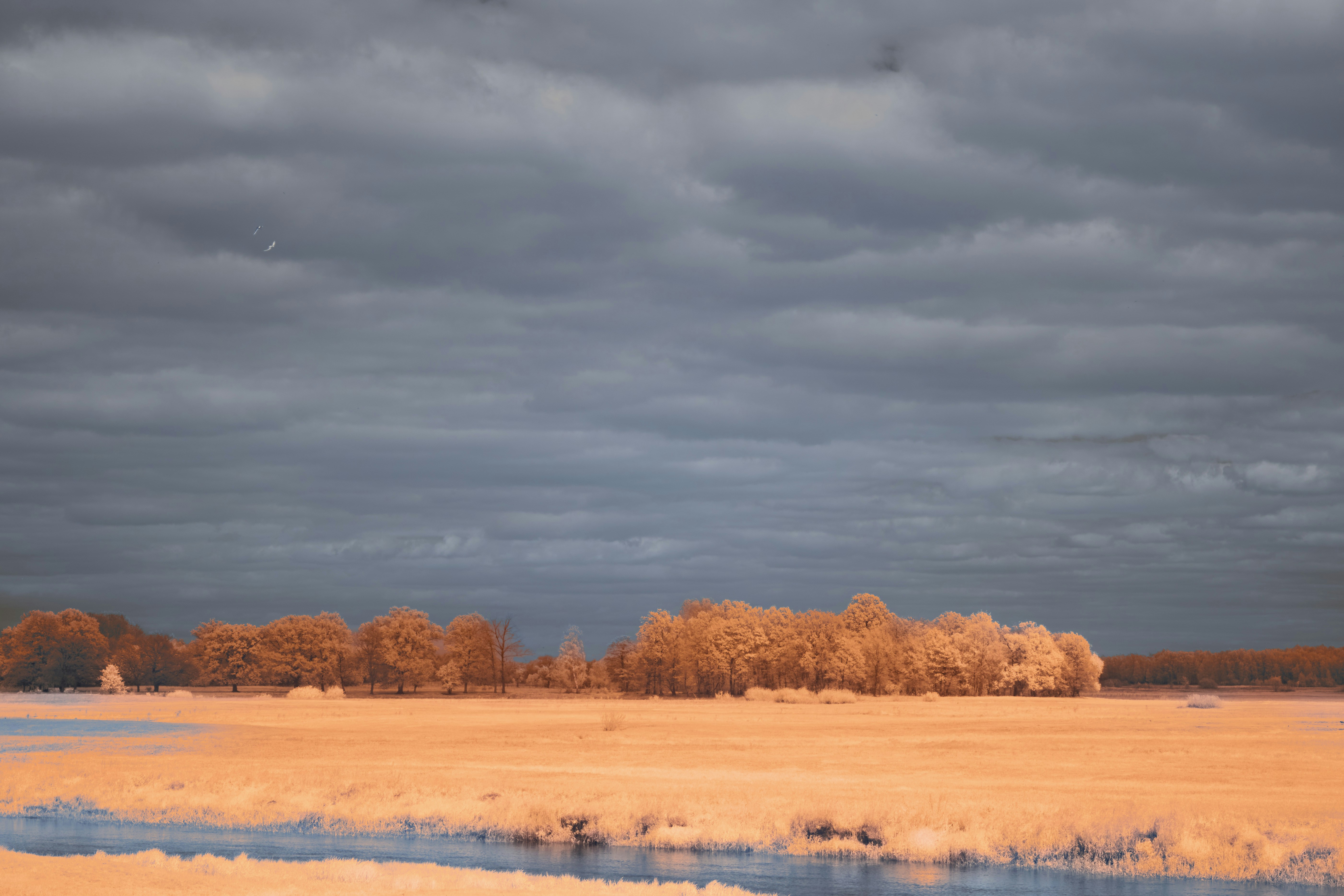 Photo by wolfgang_hasselmann