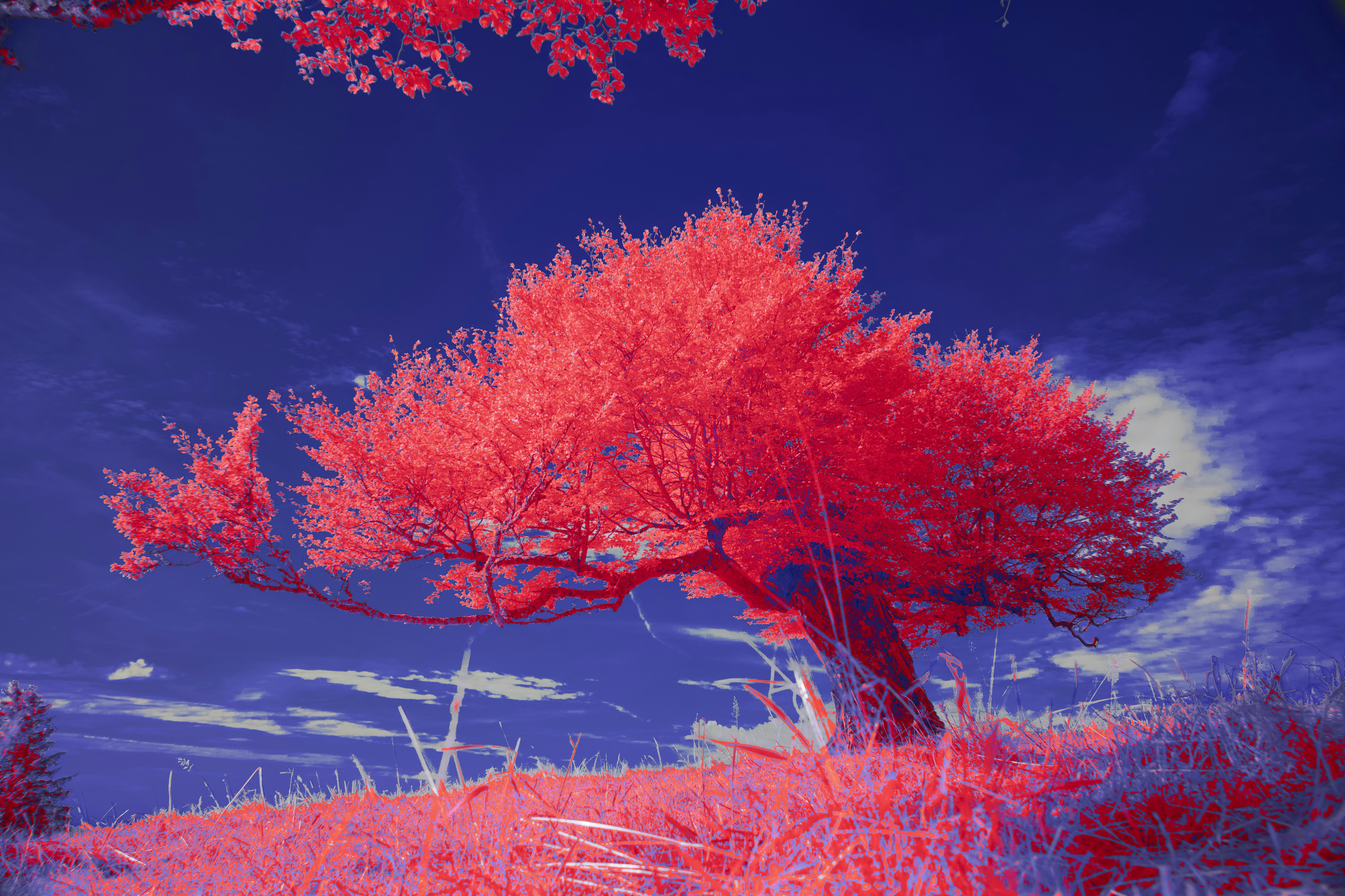 Photo by wolfgang_hasselmann