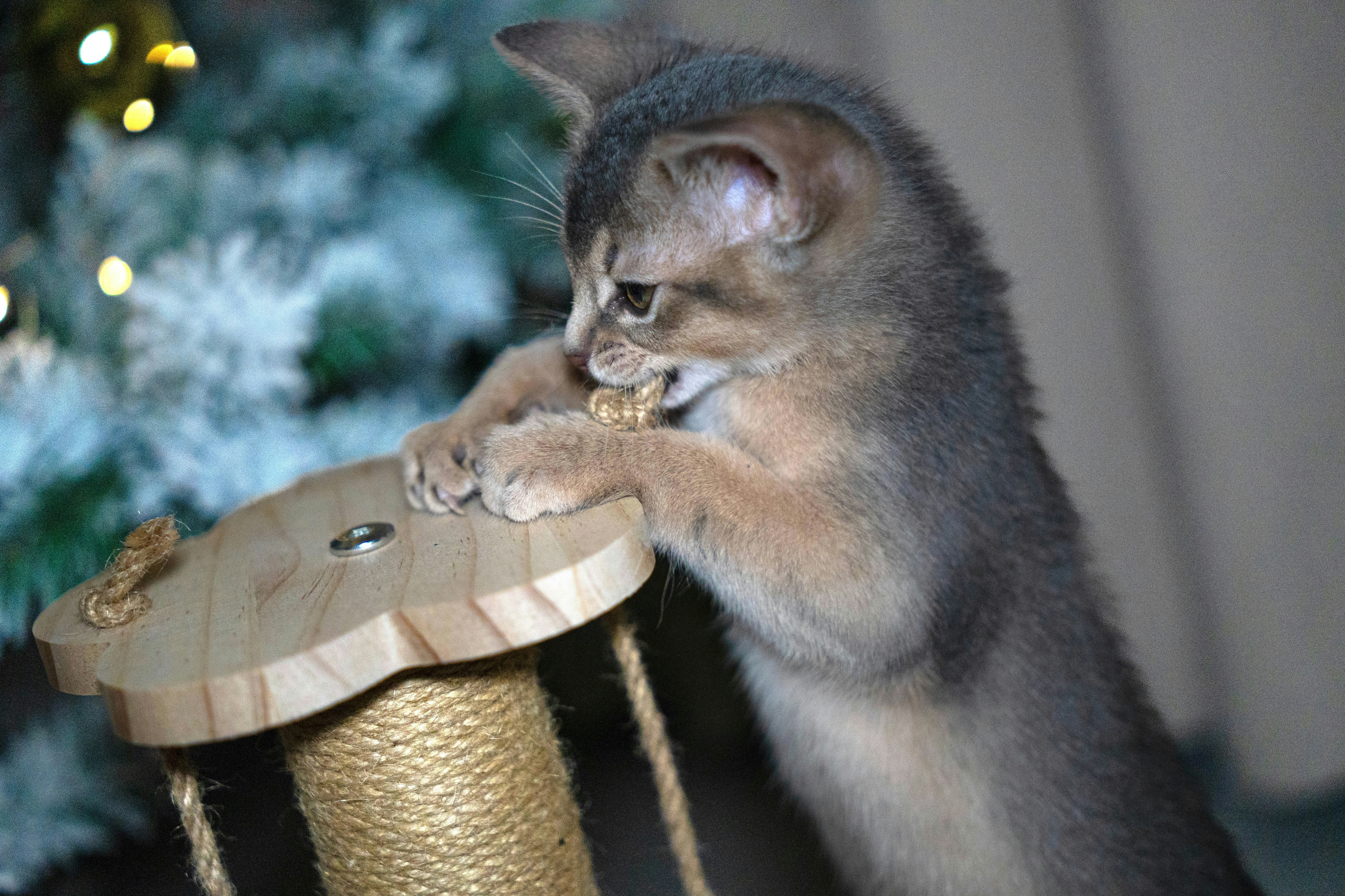 A kitten plays with a scratching post near a tree.