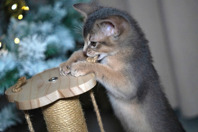 Cat Behavior Classes: What to Expect