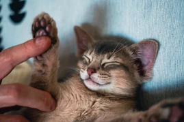 A person gently tickles a sleeping kitten's paw.
