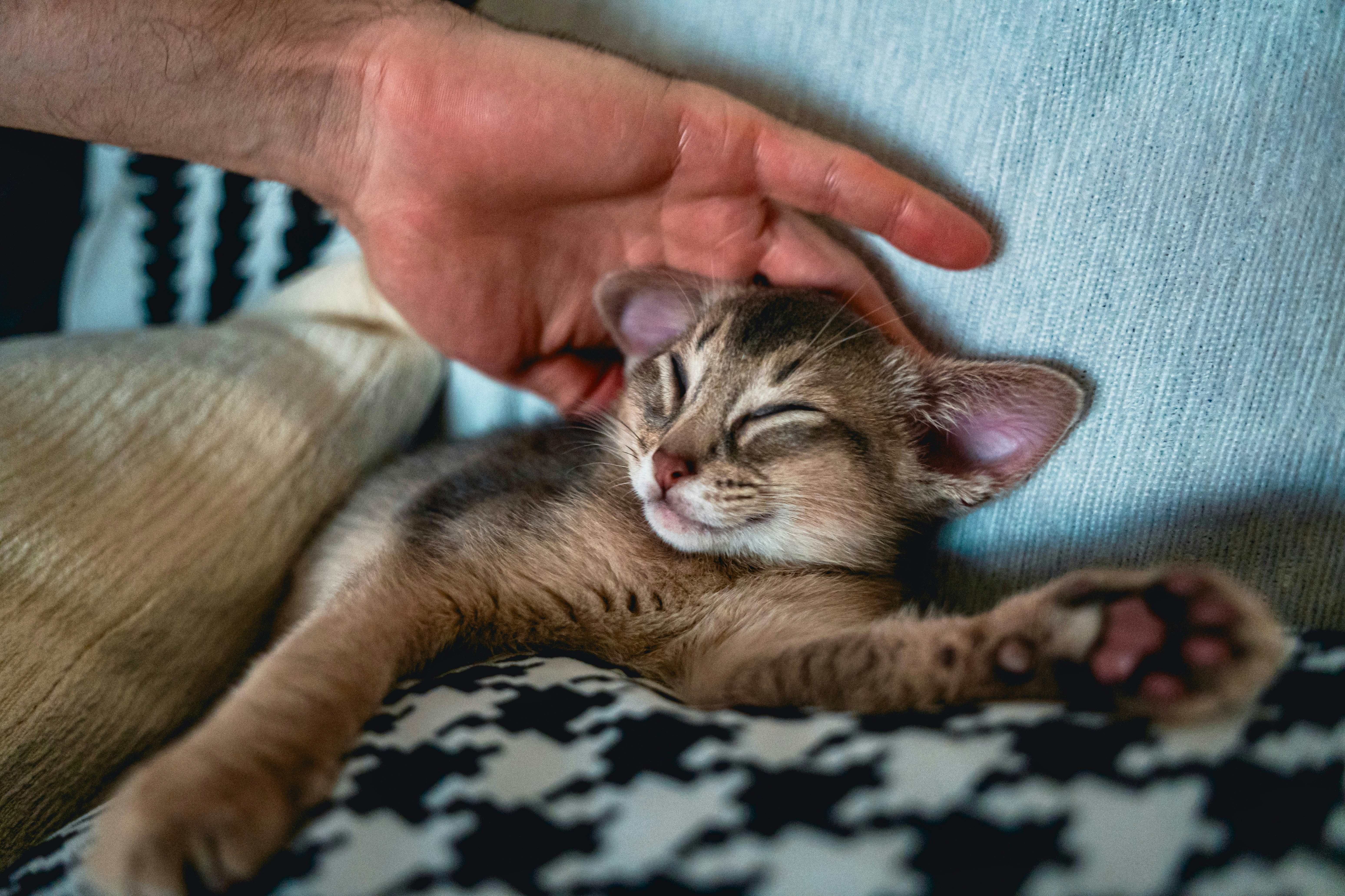 Una persona acariciando a un gatito dormido sobre un cojín con estampados