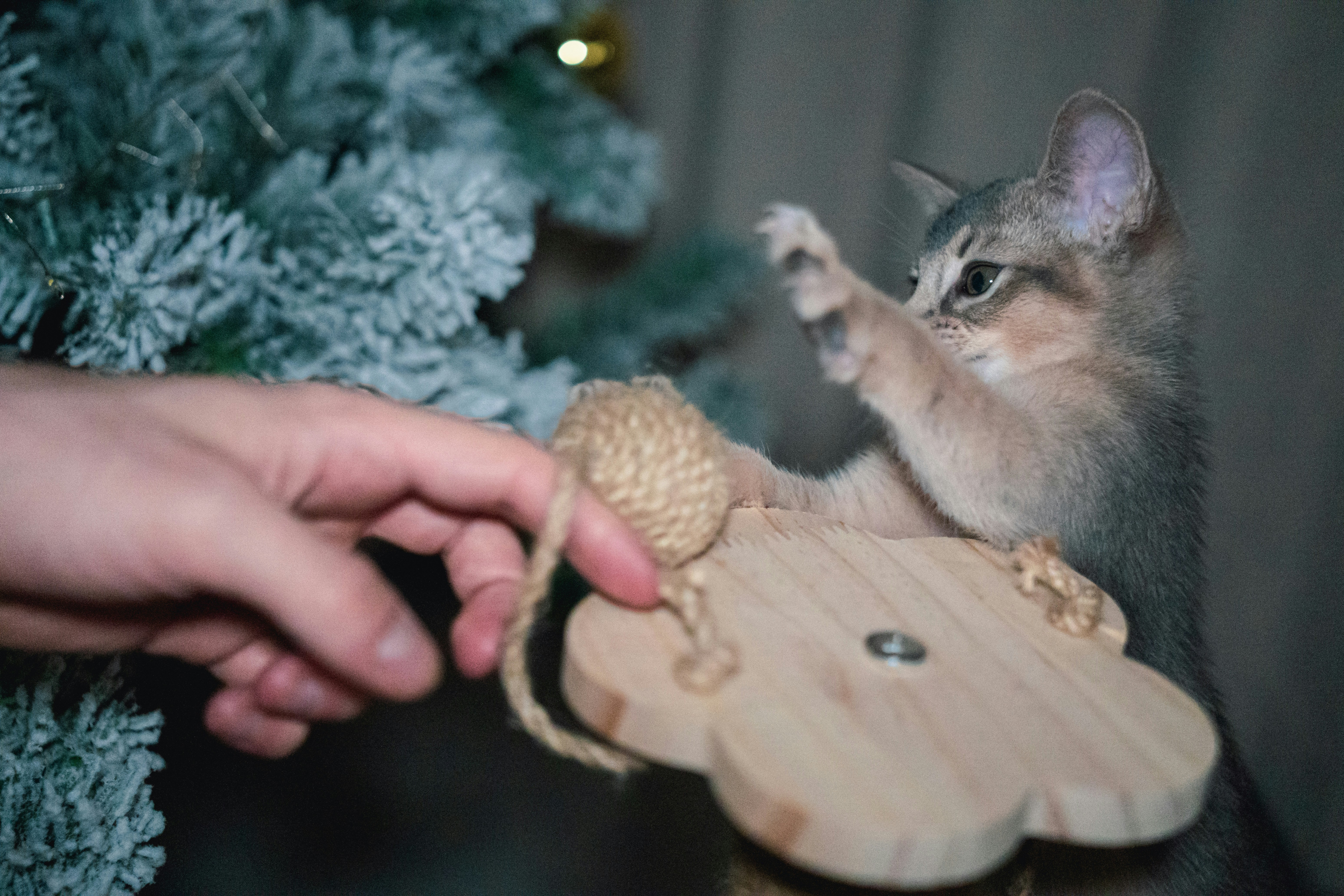 El gatito juega con un ratón de juguete cerca de un árbol de Navidad.