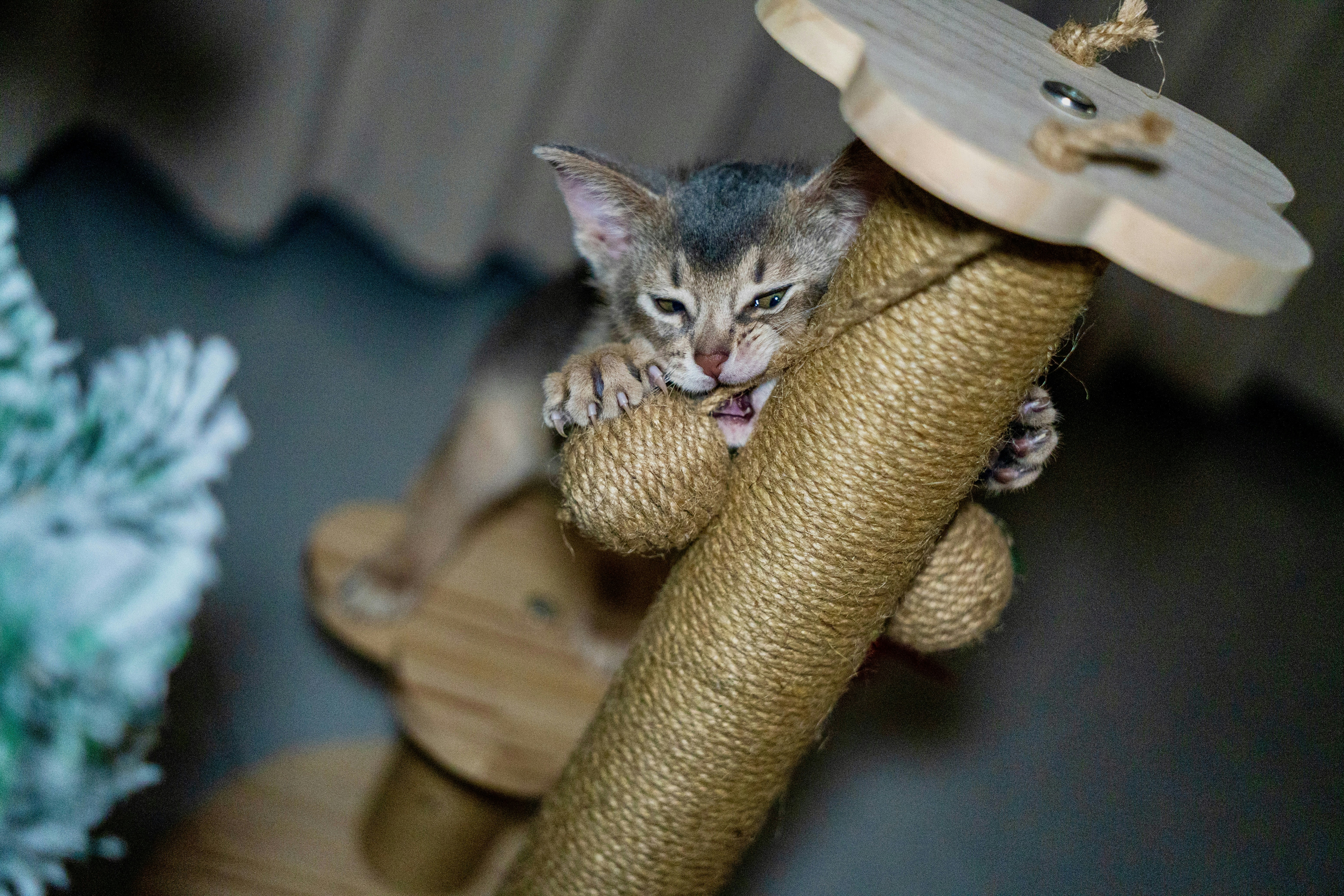 A kitten plays on a scratching post.
