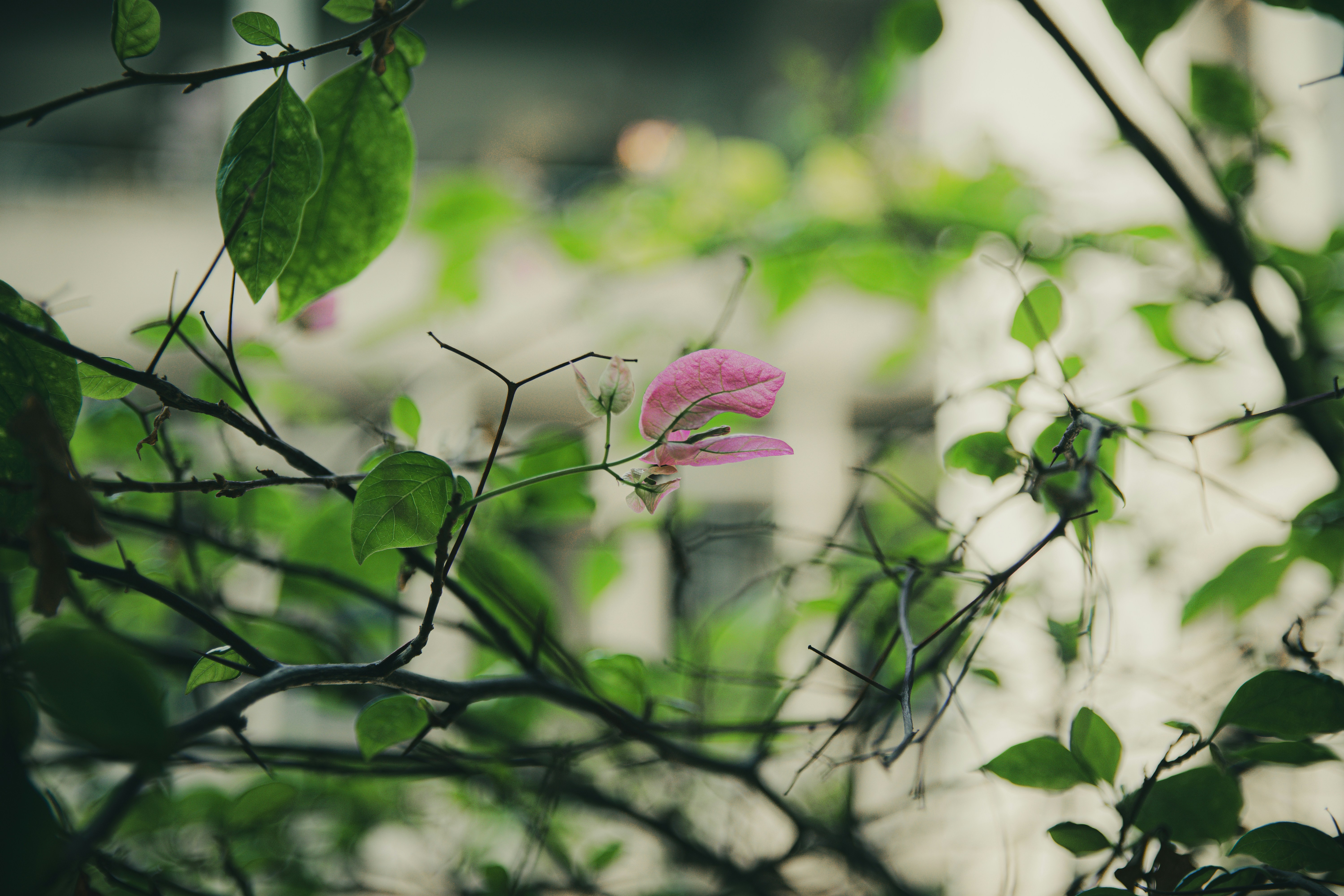 Photo by haungynphuc