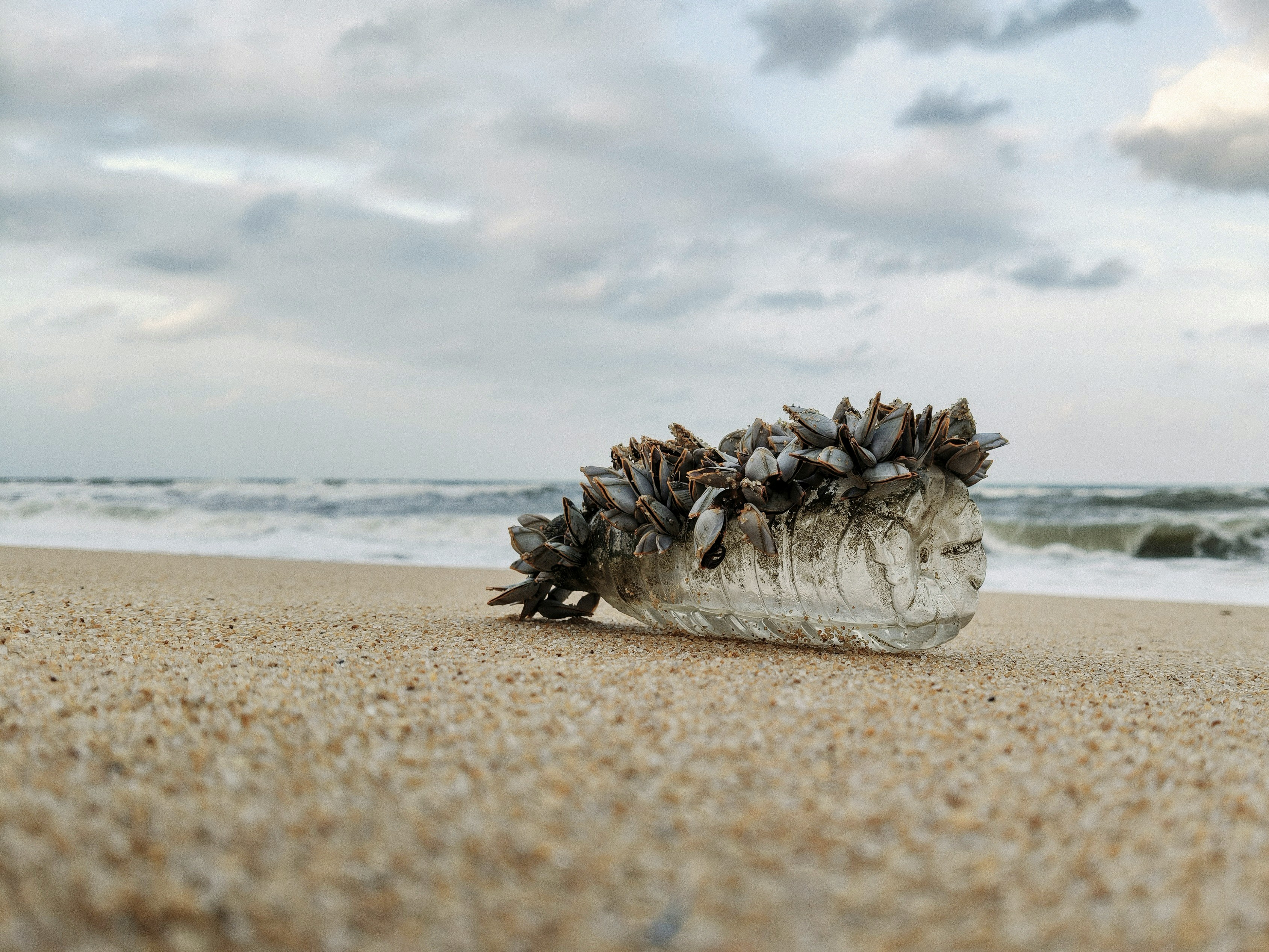A plastic bottle covered in barnacles on a sandy beach.