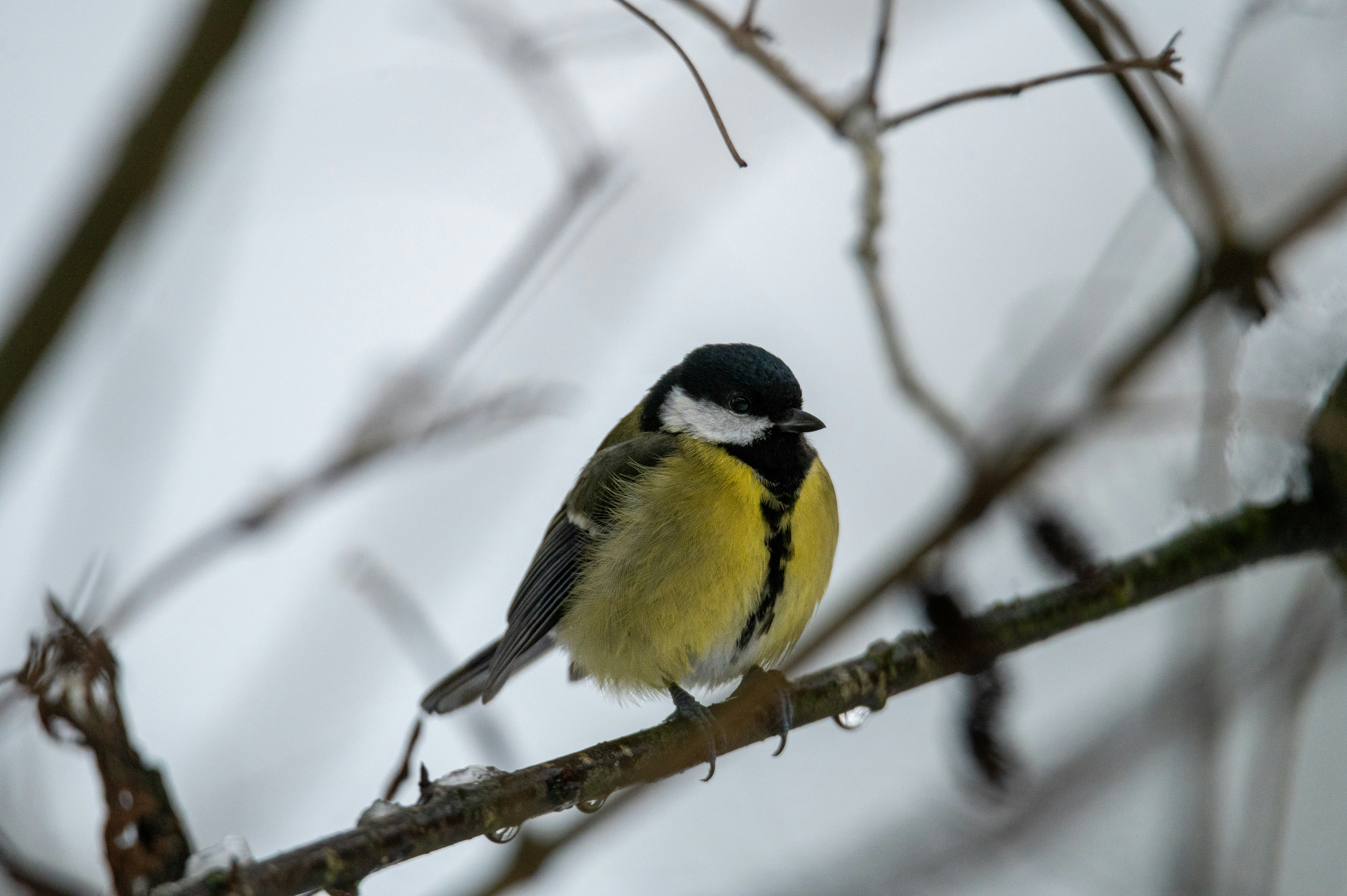 Photo by ad_sportfotograf