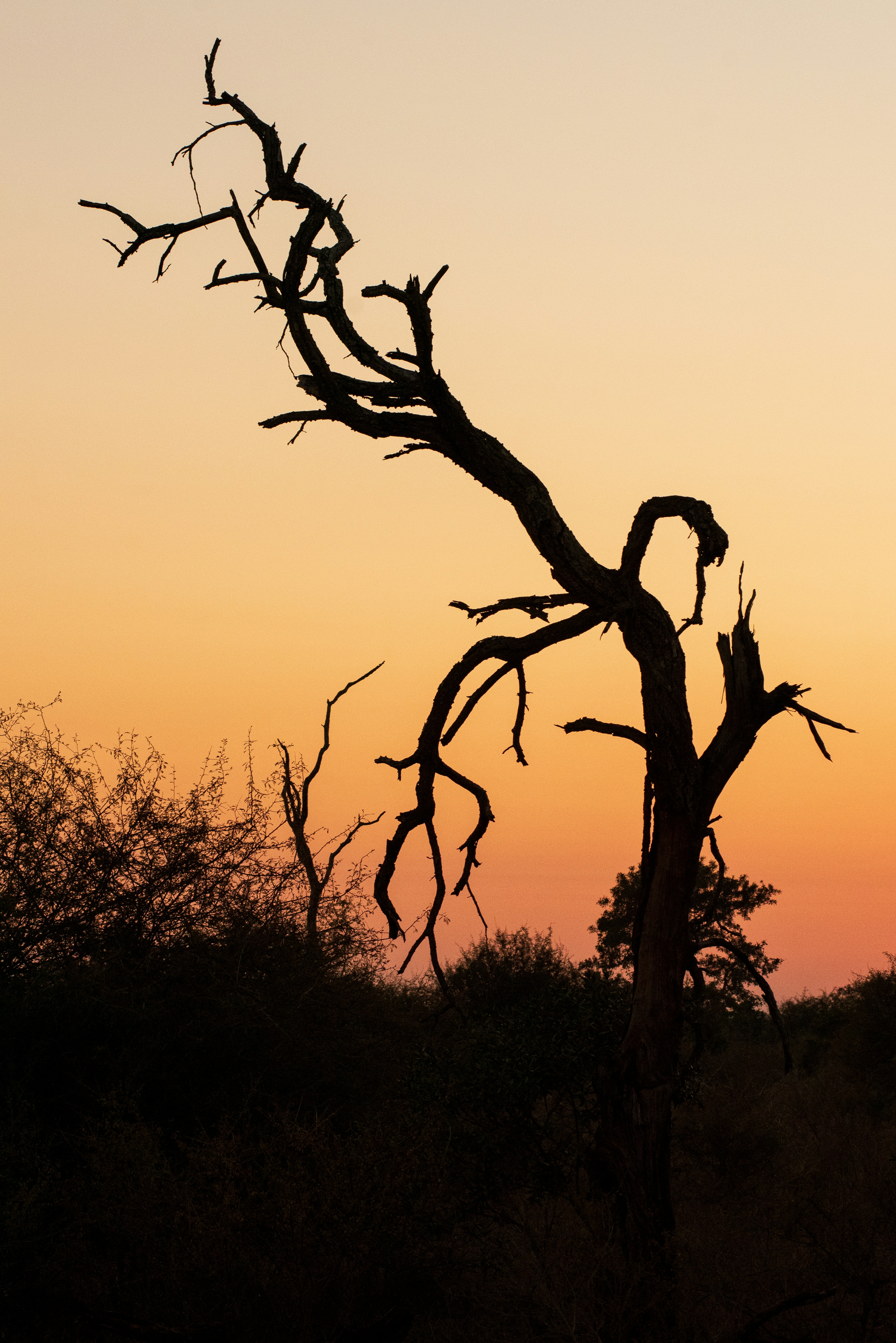 Silhouette of a dead tree against an orange sunset