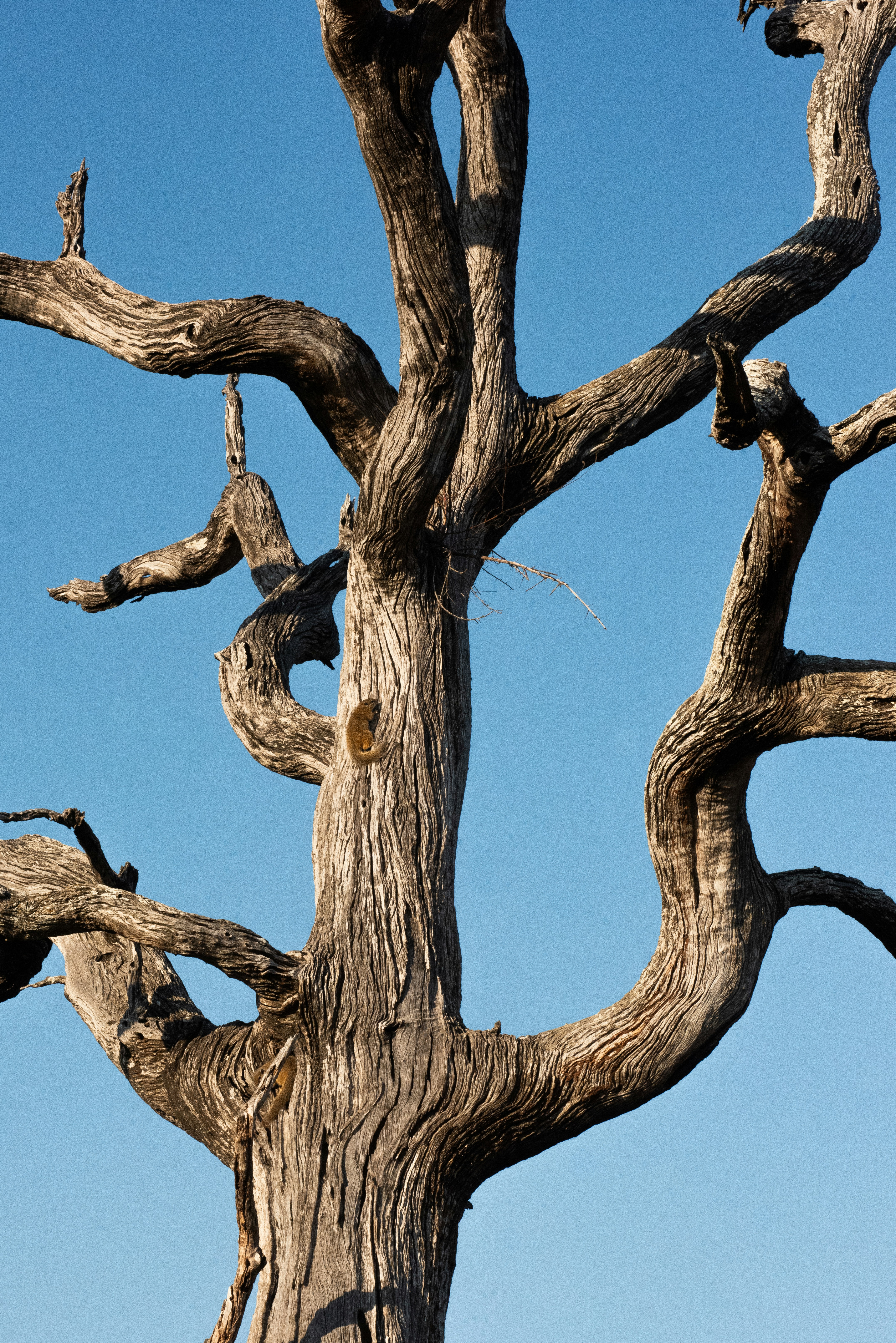 Gnarled branches of a dead tree against blue sky