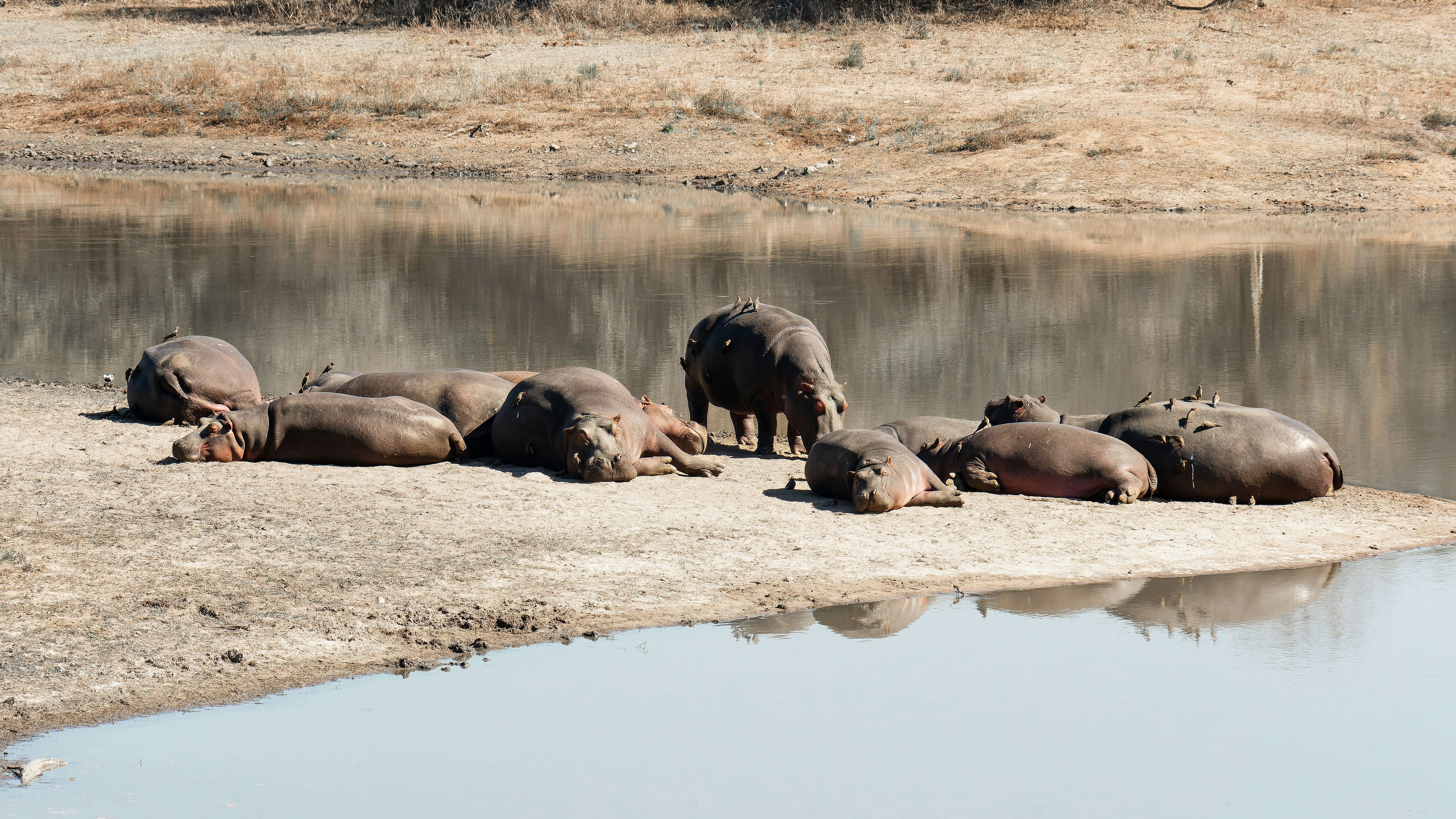 A group of hippos resting on a sandy riverbank