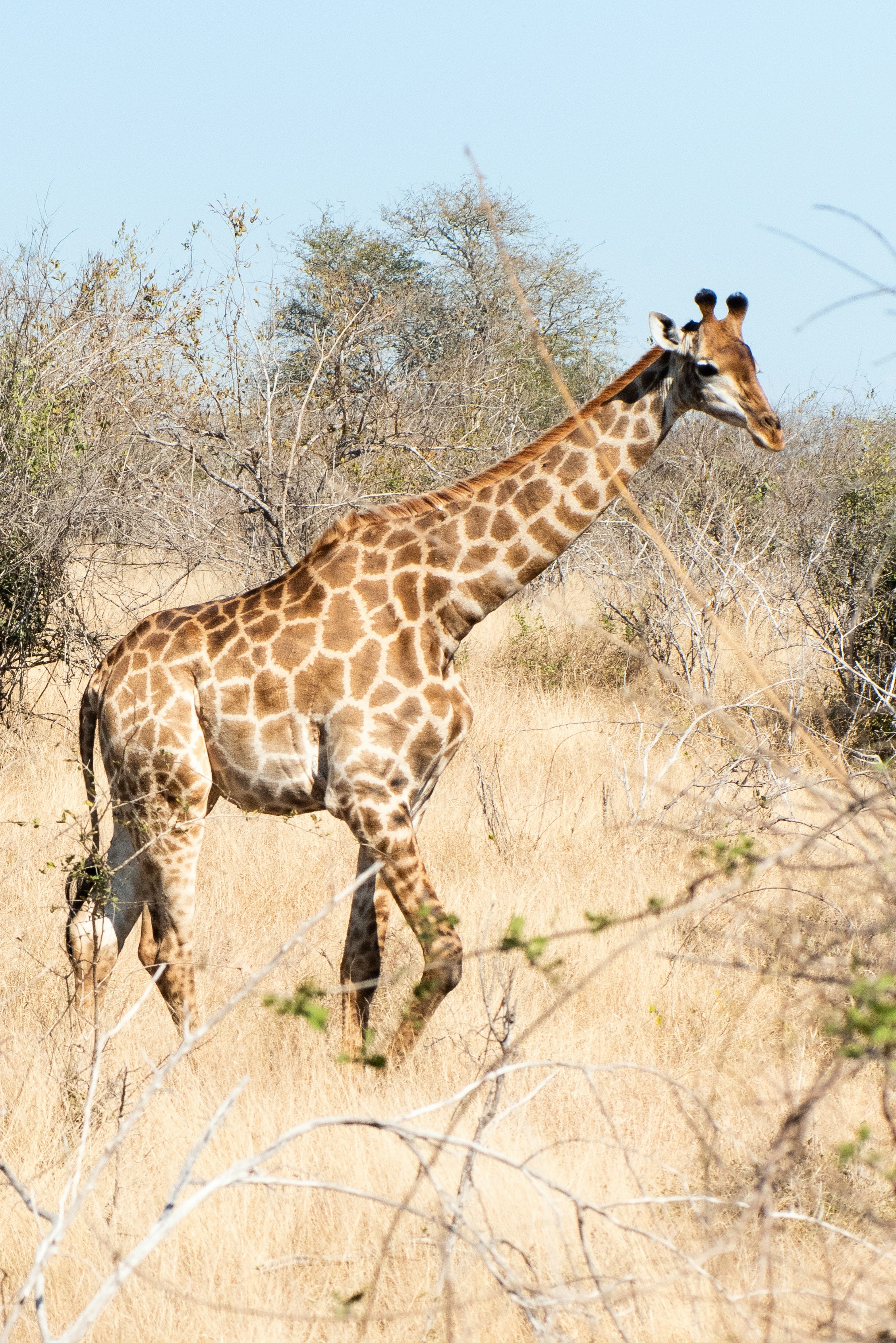 A giraffe walks through dry grass and brush.