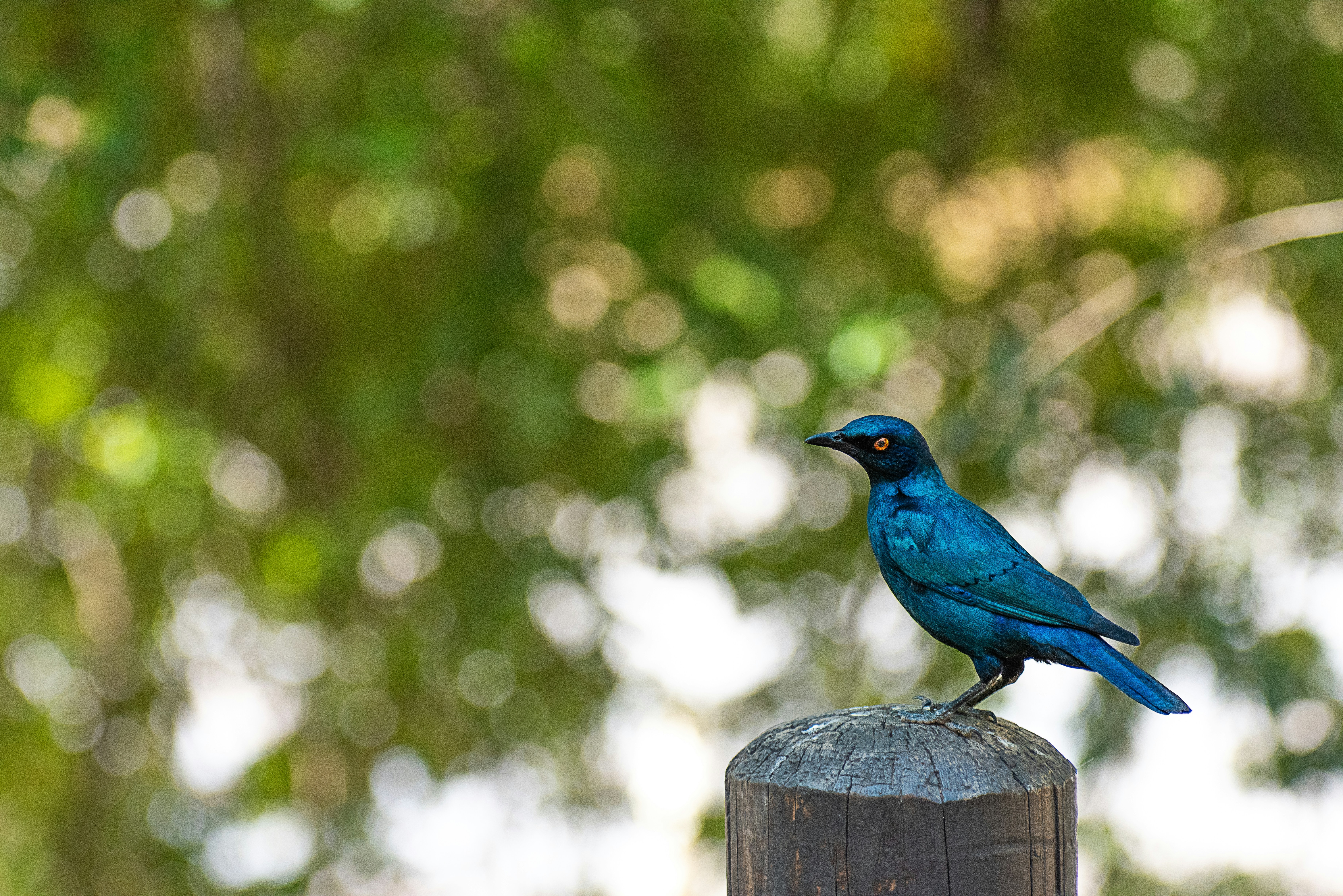 A vibrant blue bird perched on a wooden post.