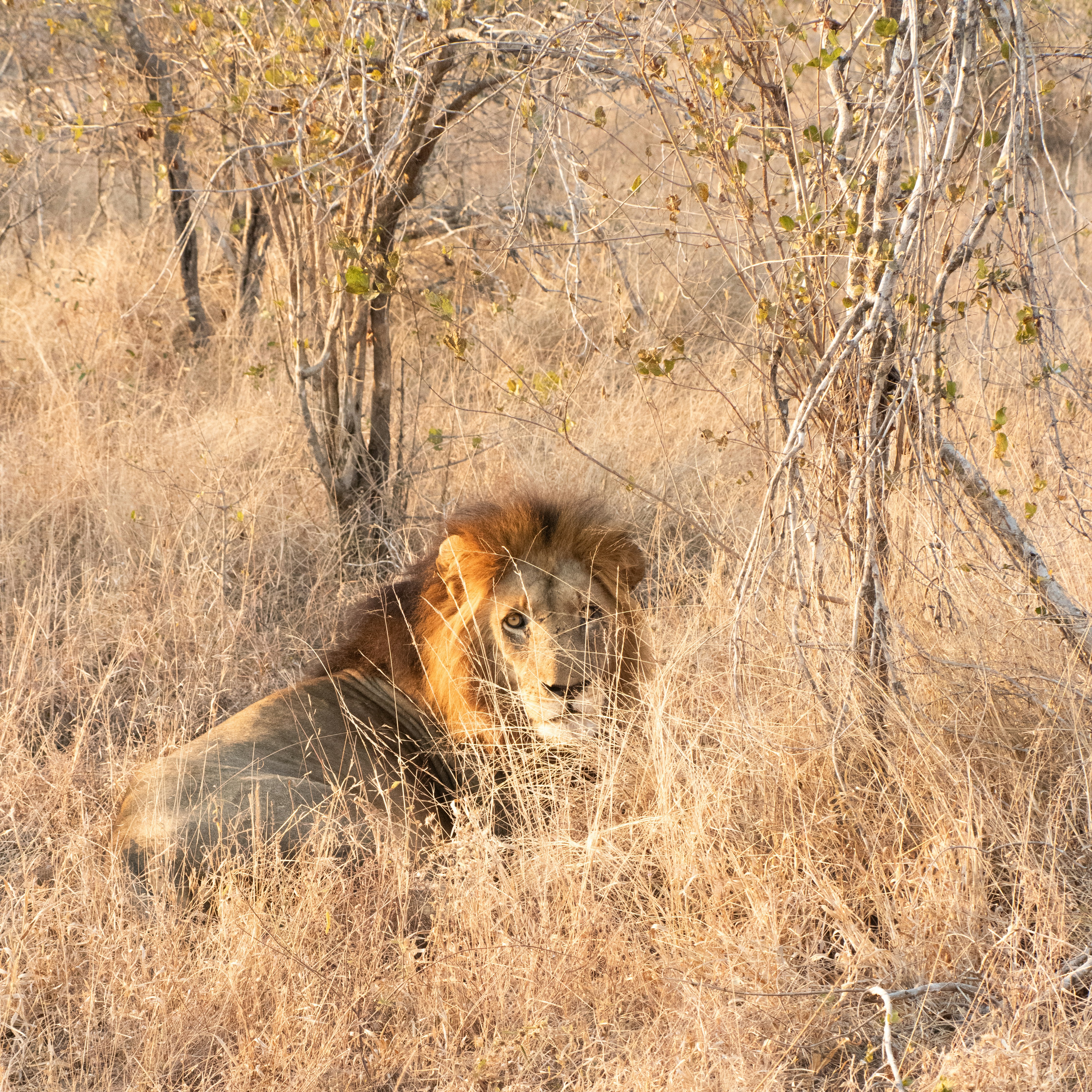 A lion rests in dry grass under trees