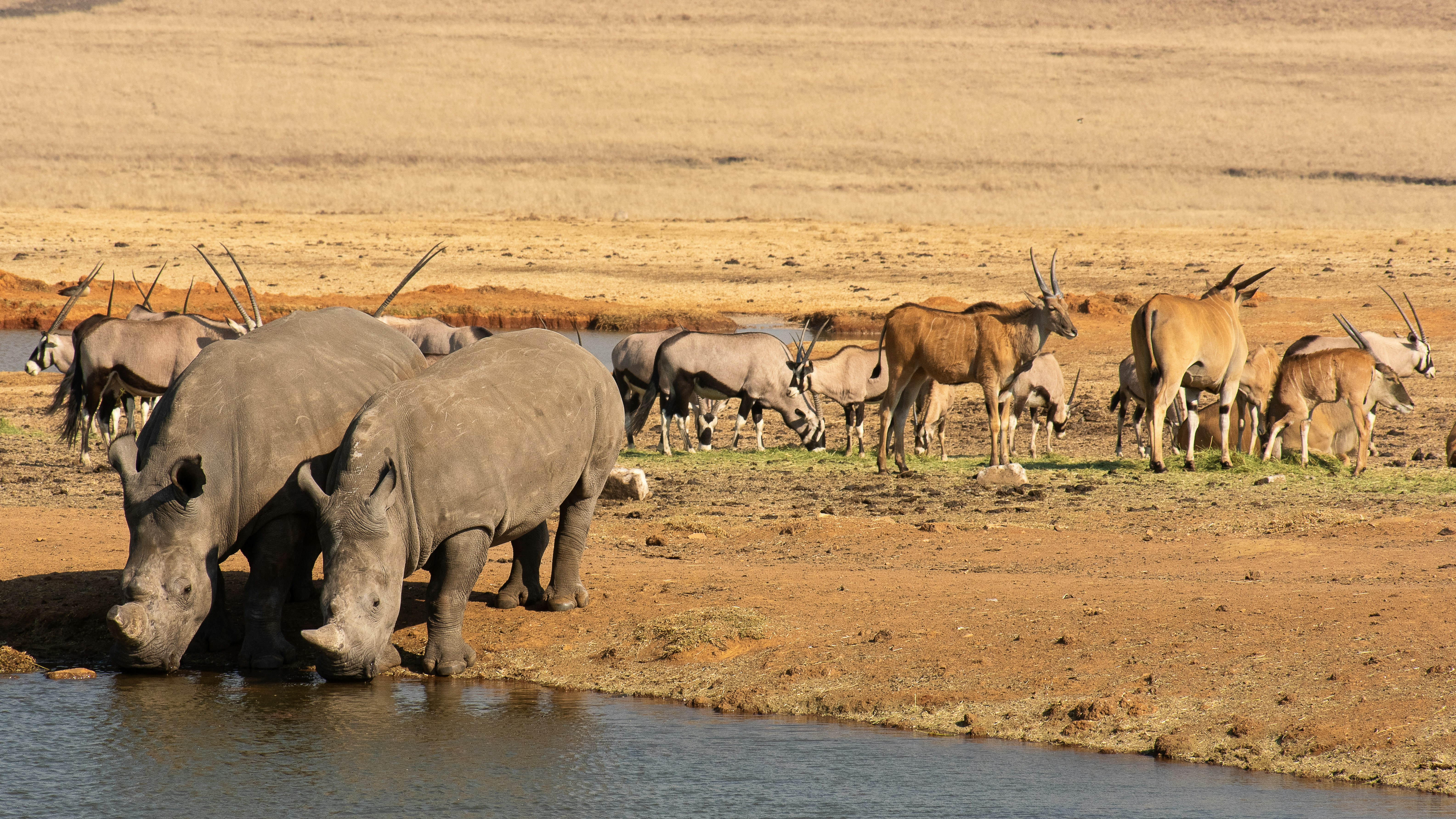 Rhinos and antelopes drinking water in a dry landscape