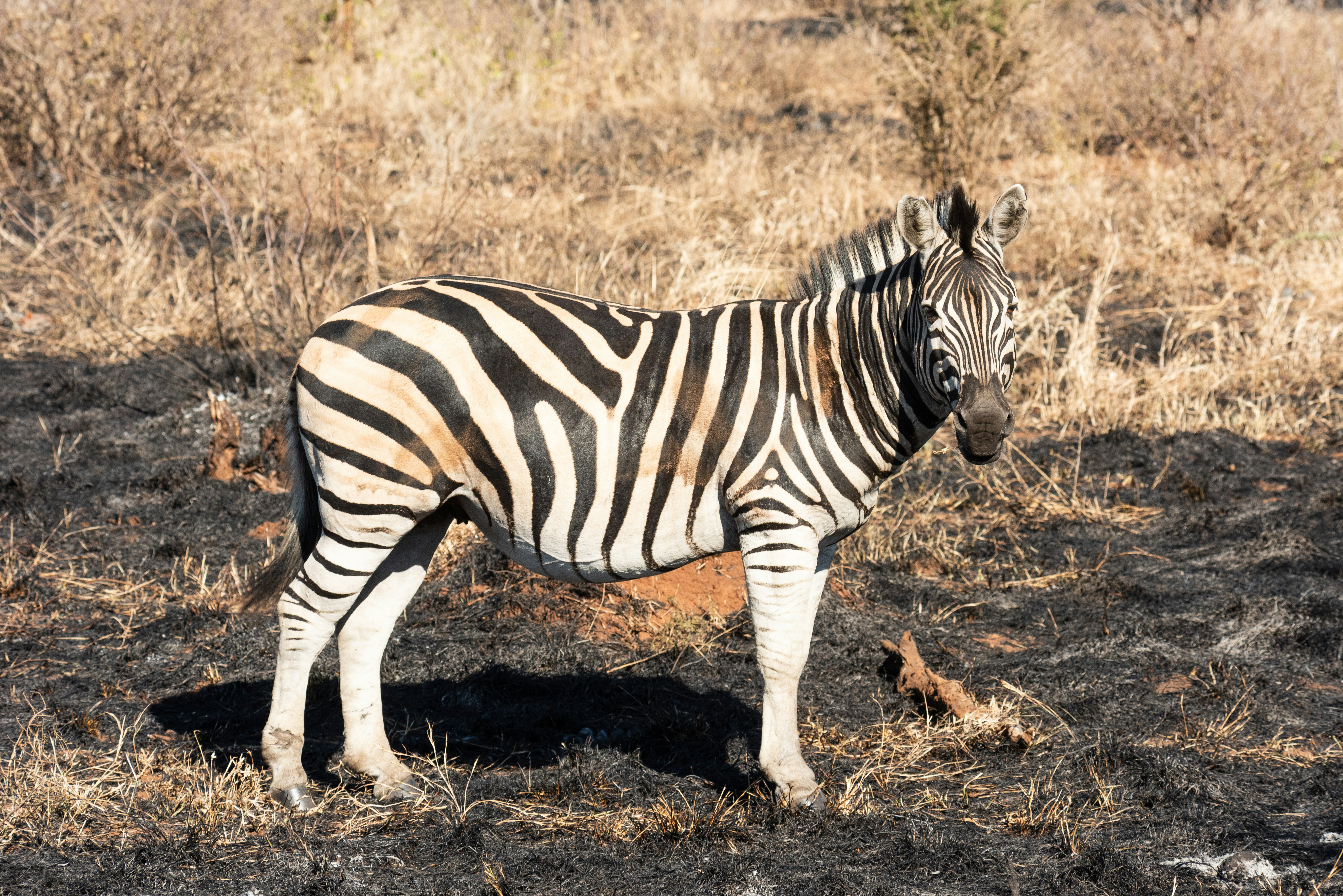 A zebra stands in dry grass.