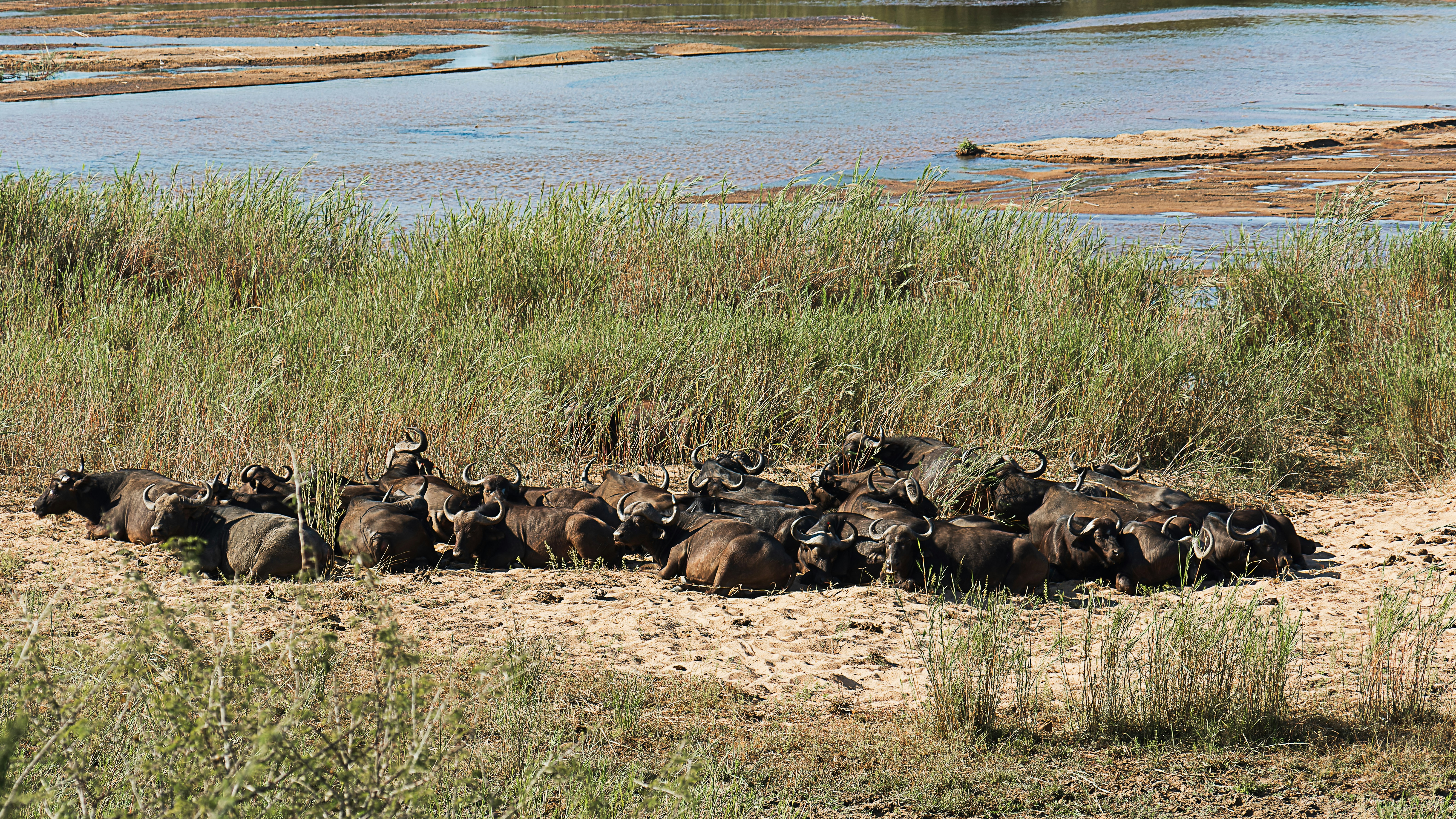 Herd of buffalo resting by a riverbank