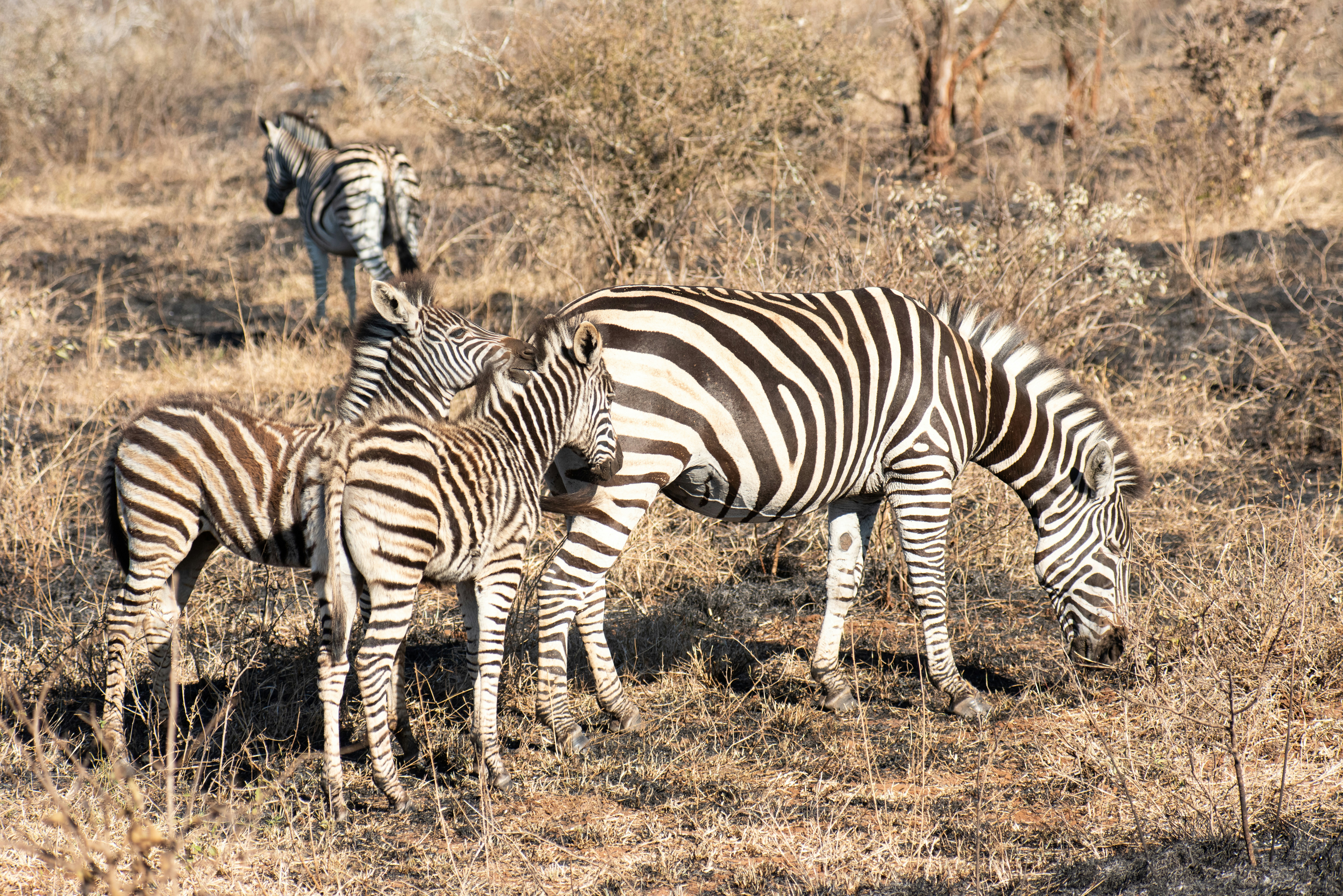 Zebras grazing in a dry, grassy savanna landscape.