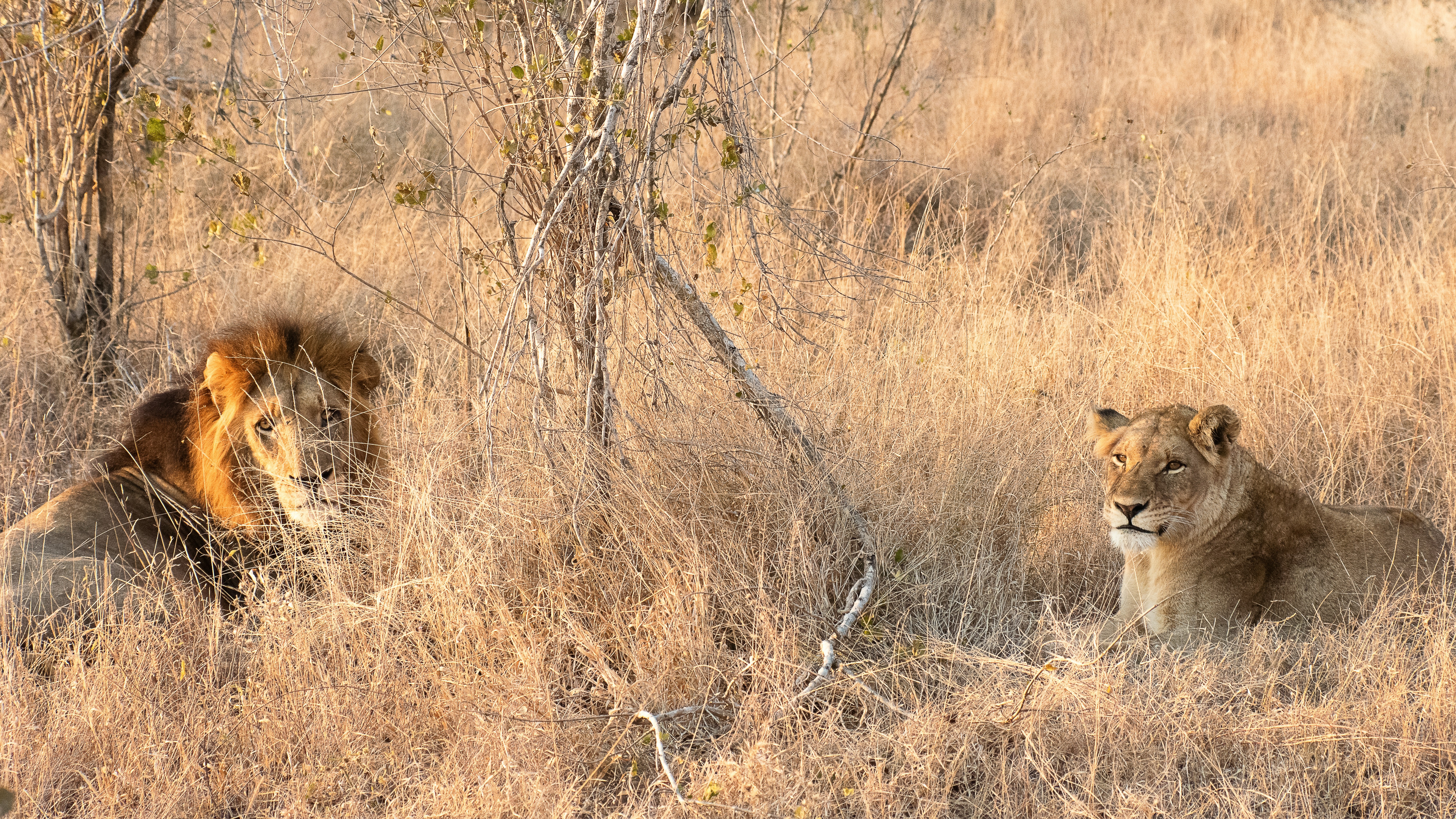 Two lions resting in dry grass