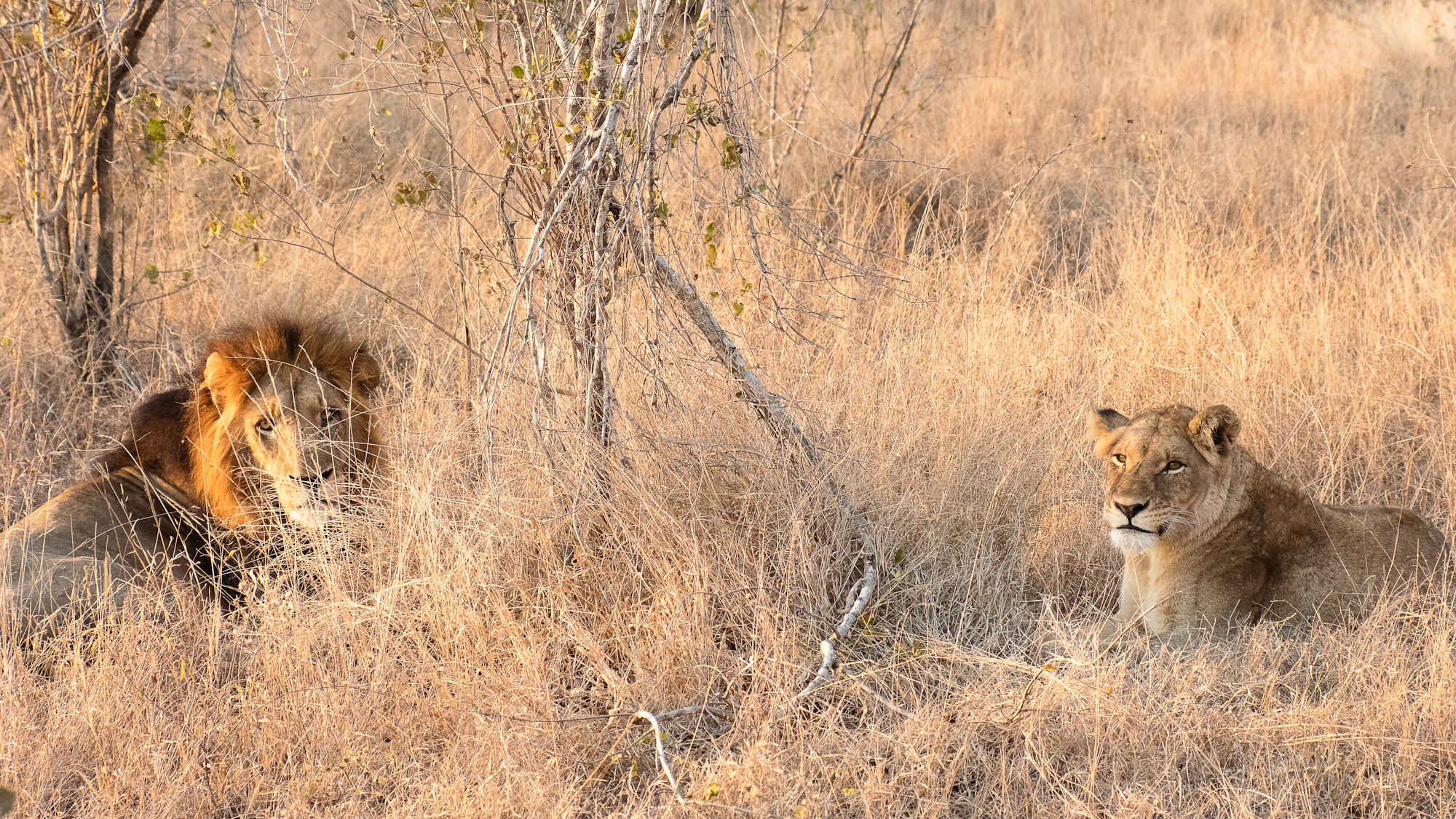 Lions resting together in dry golden grass