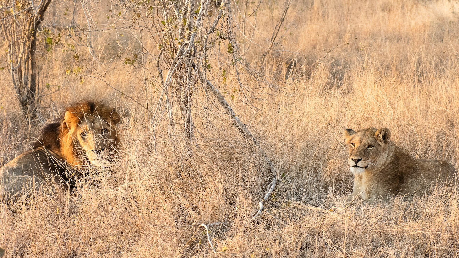 Kenya Escapes Safari