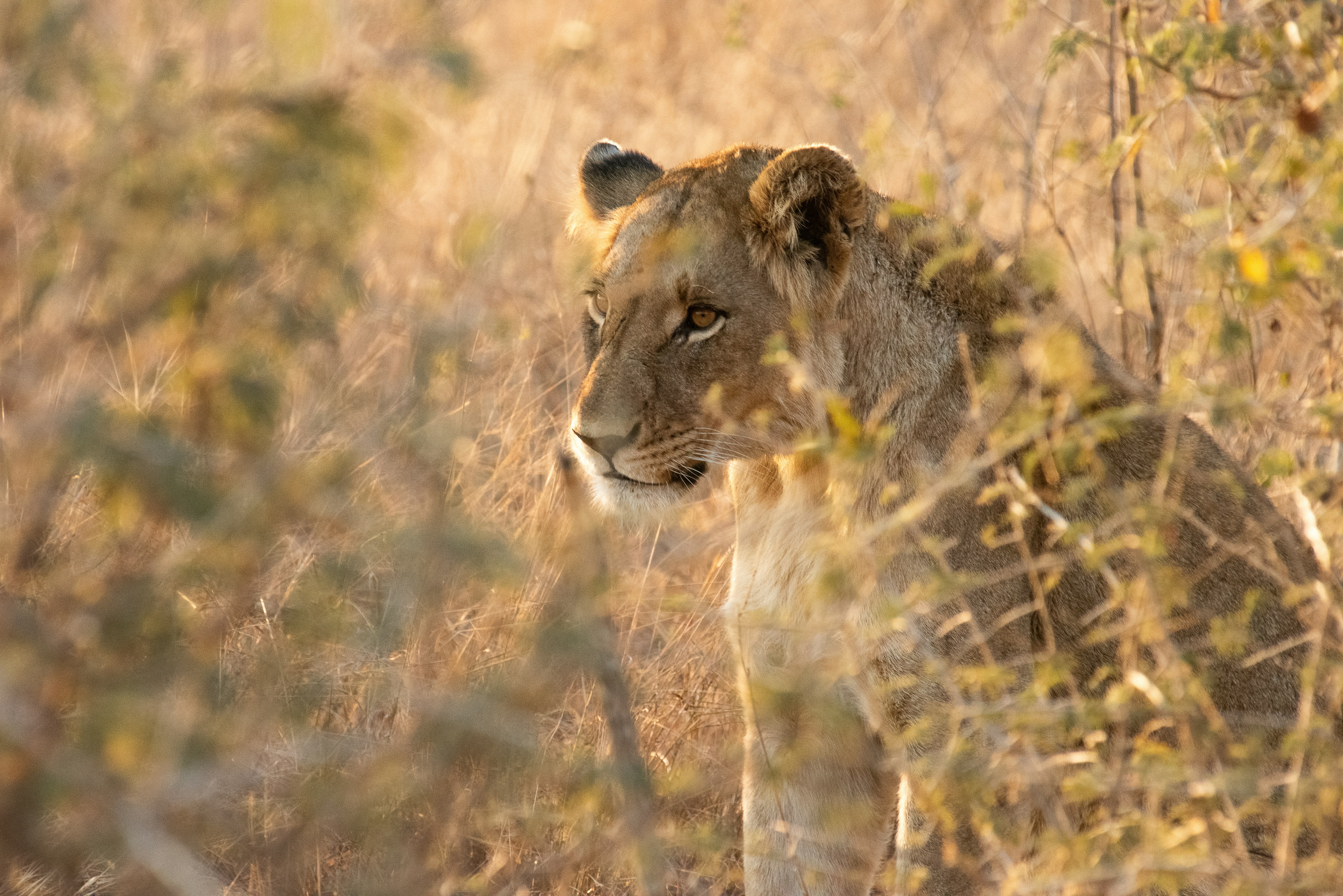 A lioness peeks through dry grass in the savanna.