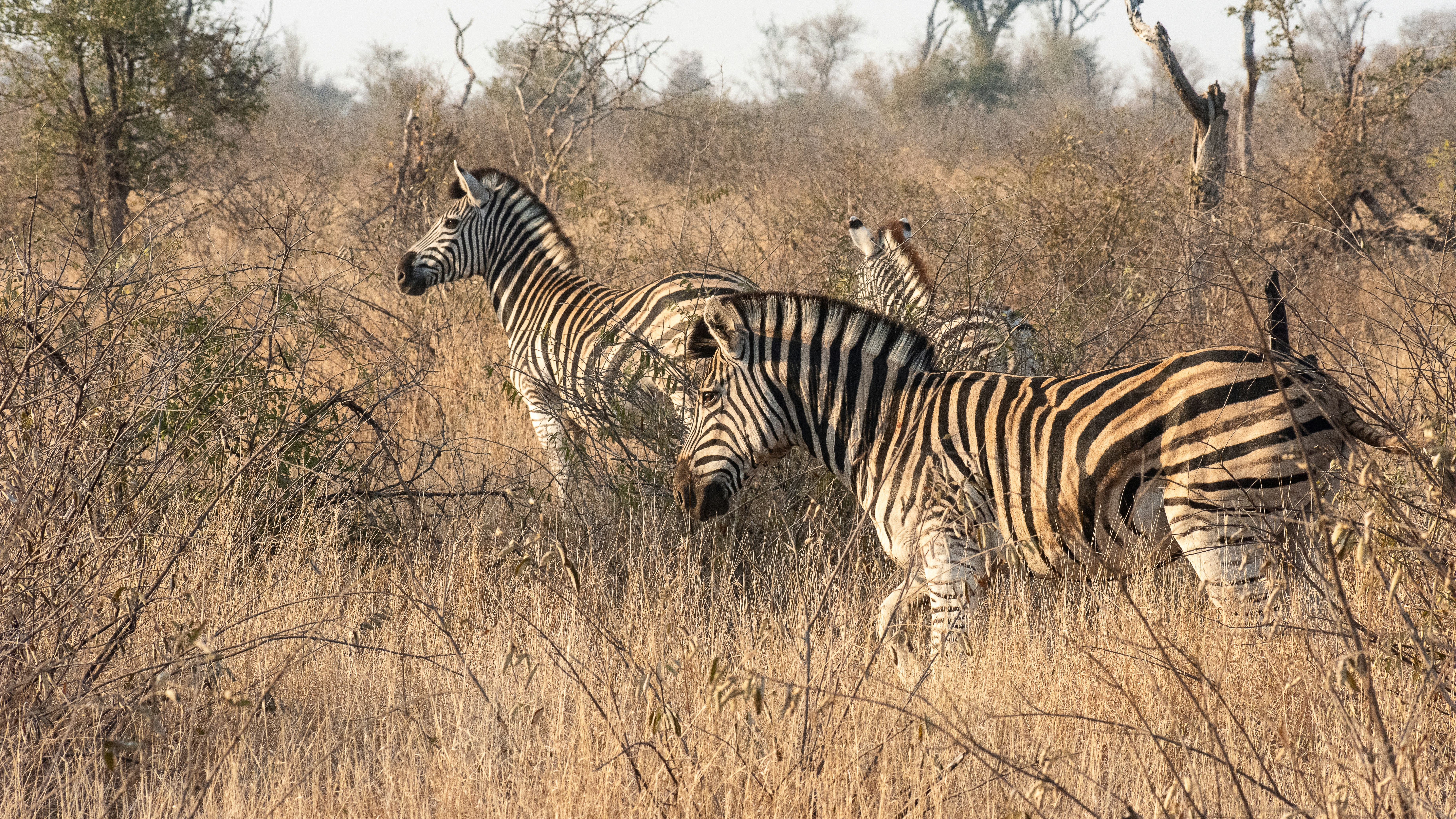 Zebras standing in dry grass of african savanna