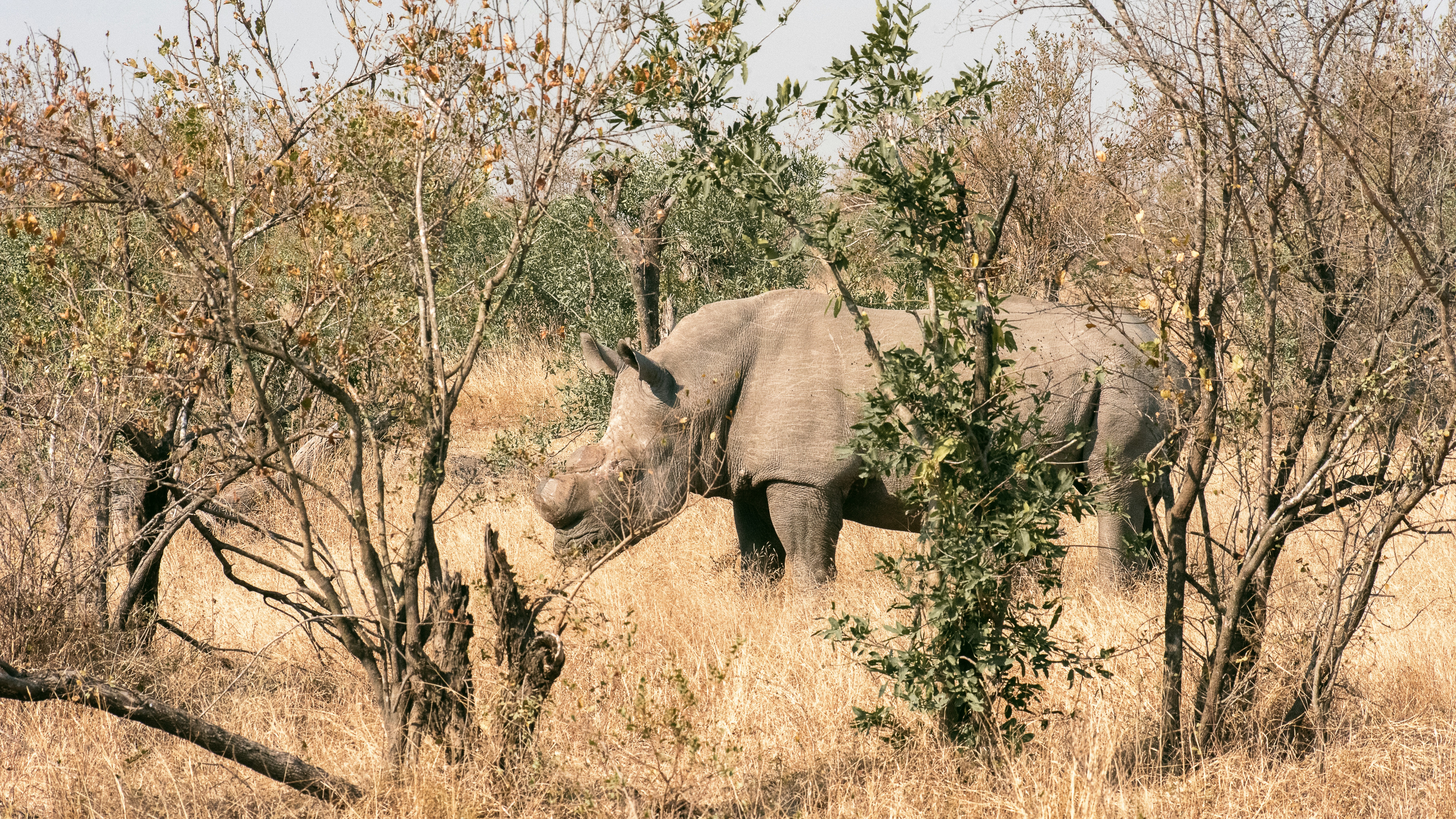 A rhinoceros stands in dry grass surrounded by trees.